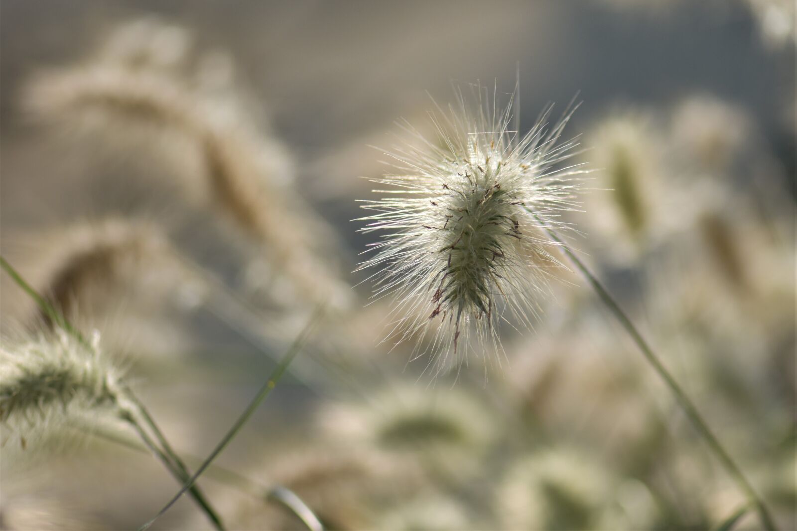 Nikon D5500 sample photo. Bamboo grassedit this page photography