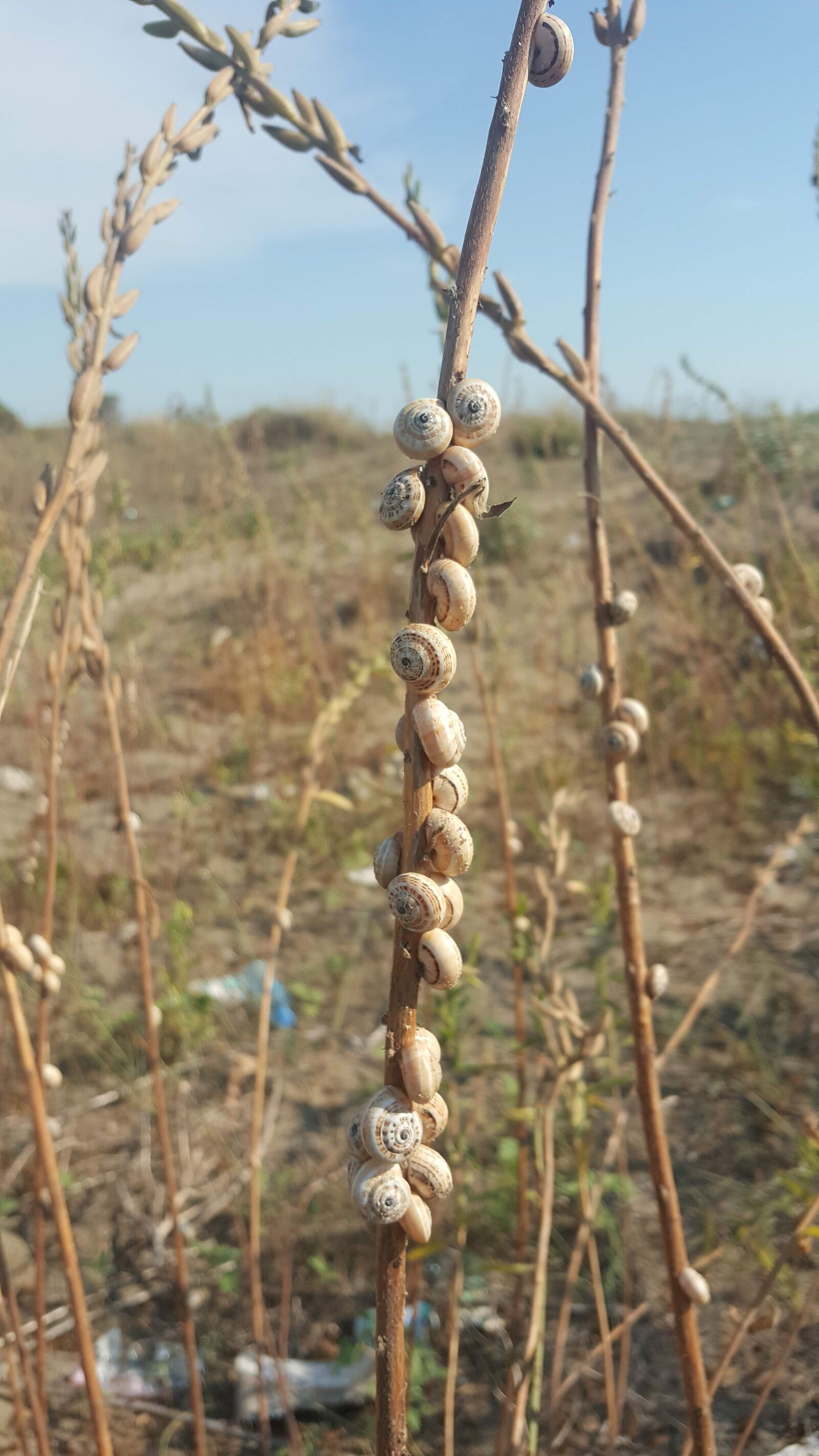 Samsung Galaxy Note5 sample photo. Snails, climbing, plant photography