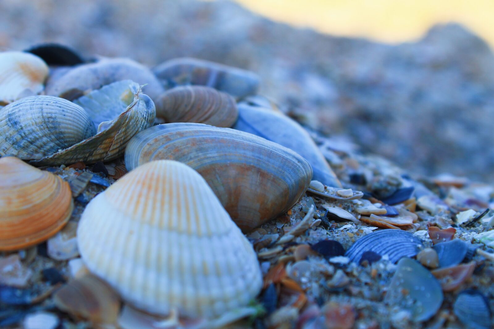 Canon EOS 1100D (EOS Rebel T3 / EOS Kiss X50) sample photo. Seashells, shells, seashore photography