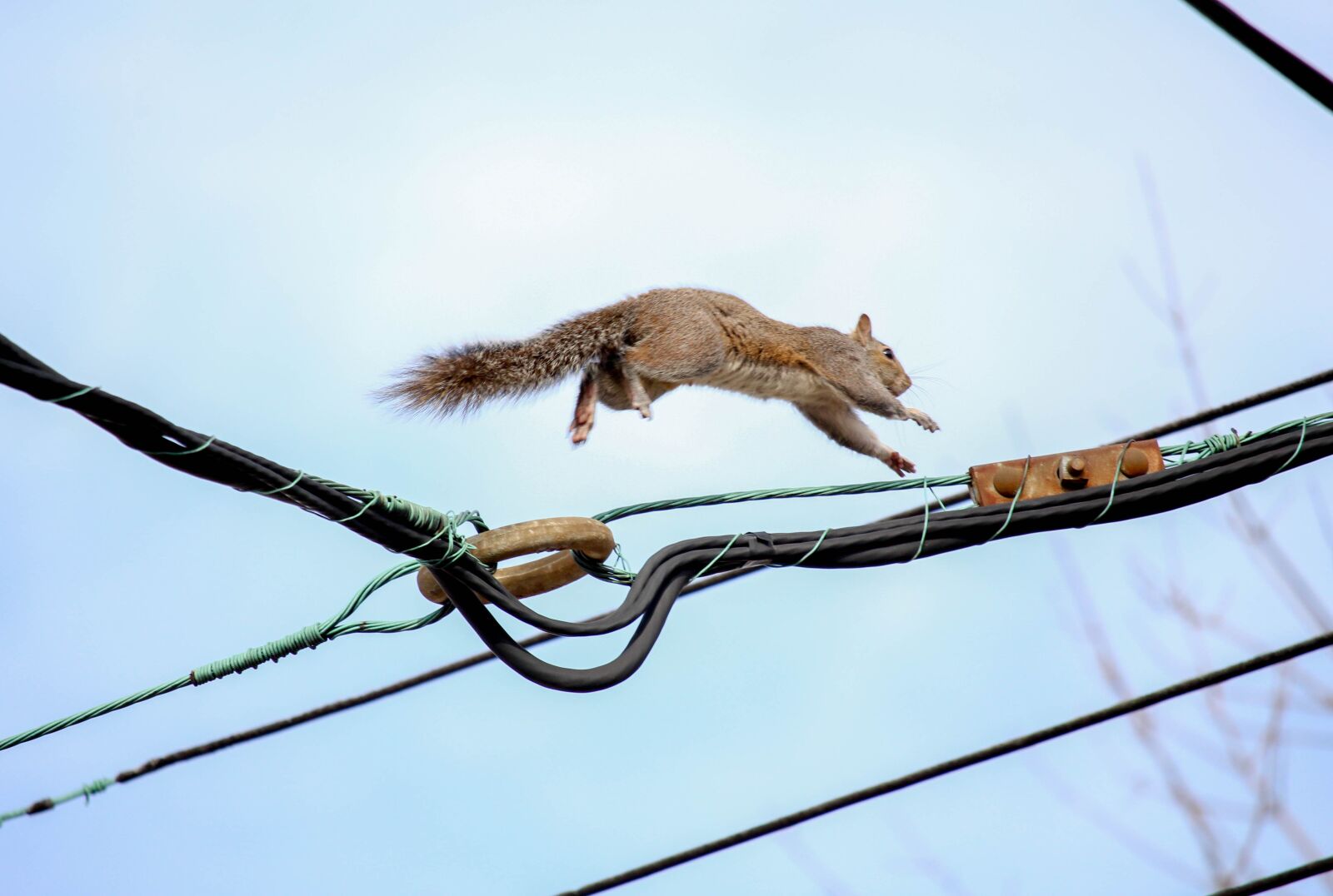 Canon EOS 700D (EOS Rebel T5i / EOS Kiss X7i) sample photo. Sky, nature, tail photography