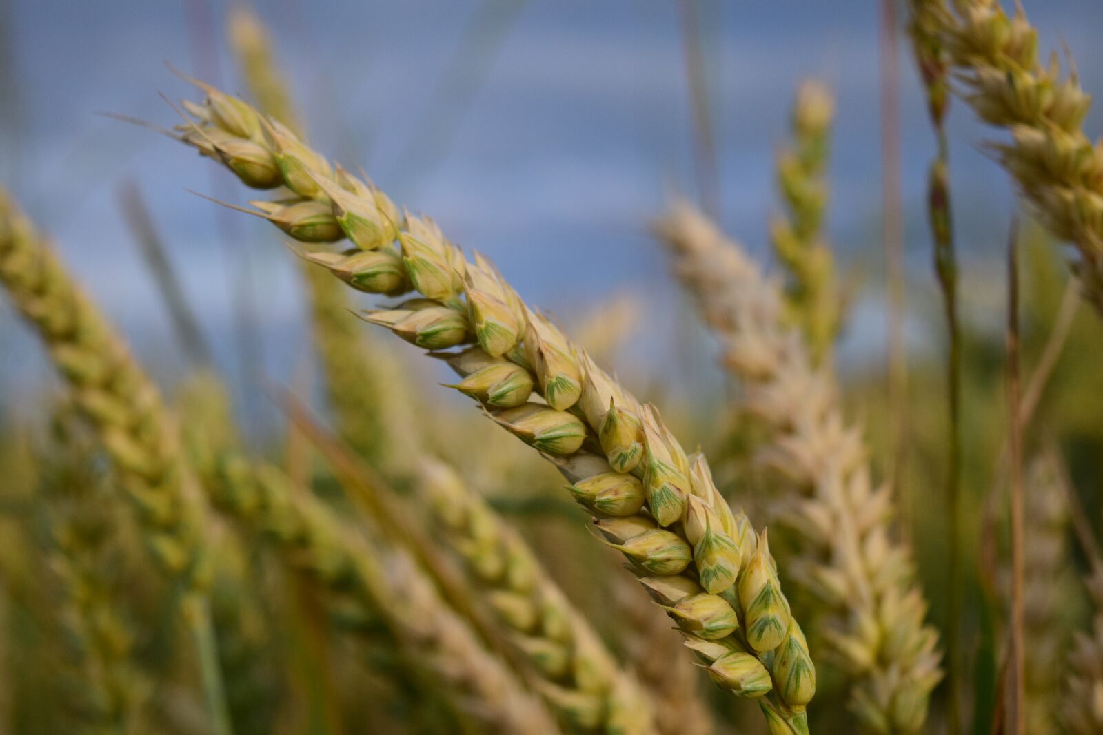 Nikon D3300 sample photo. Wheat, grain, cereals photography
