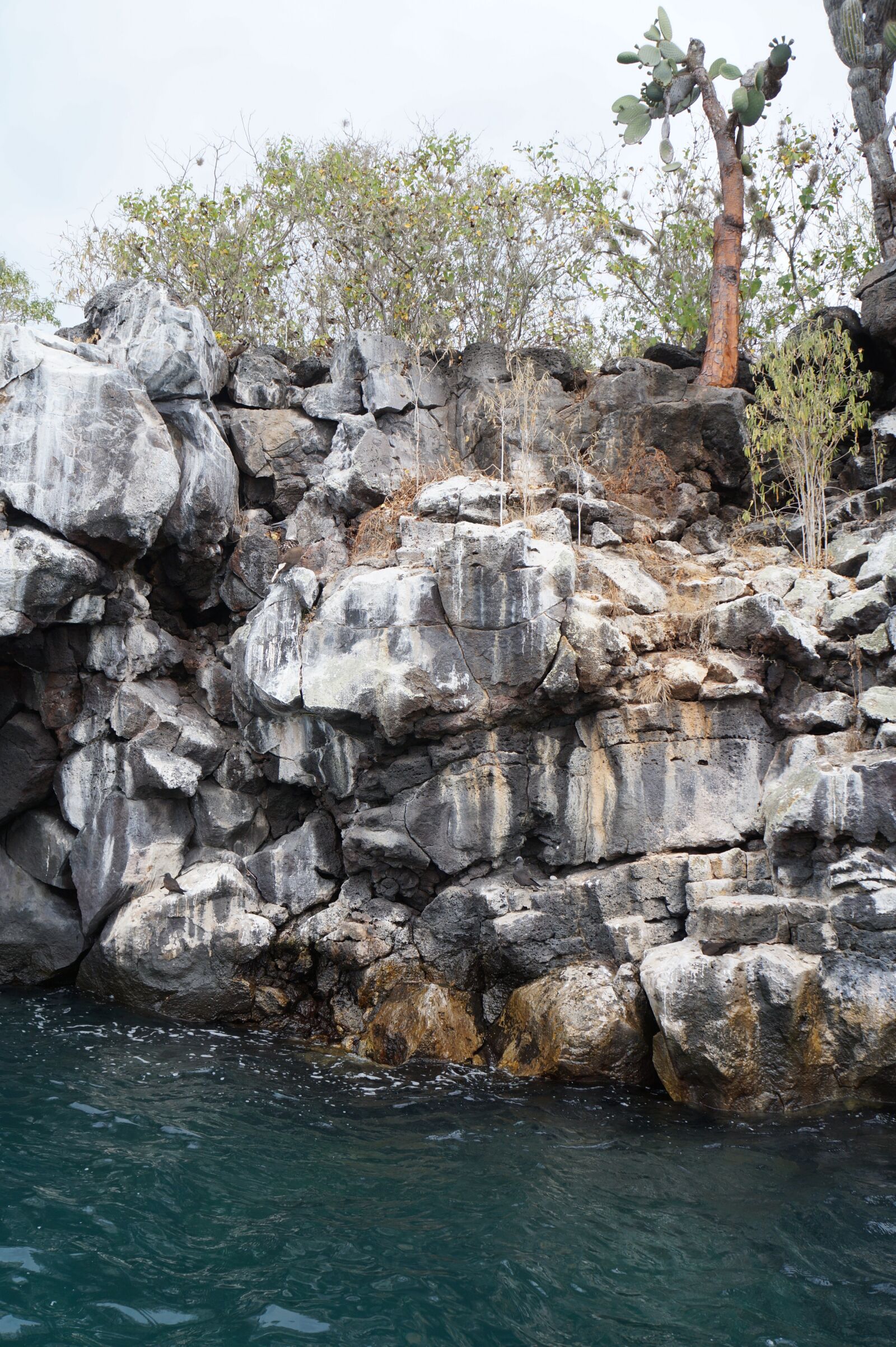 Sony Alpha a3000 + Sony E 18-55mm F3.5-5.6 OSS sample photo. Galapagos, ecuador, island photography