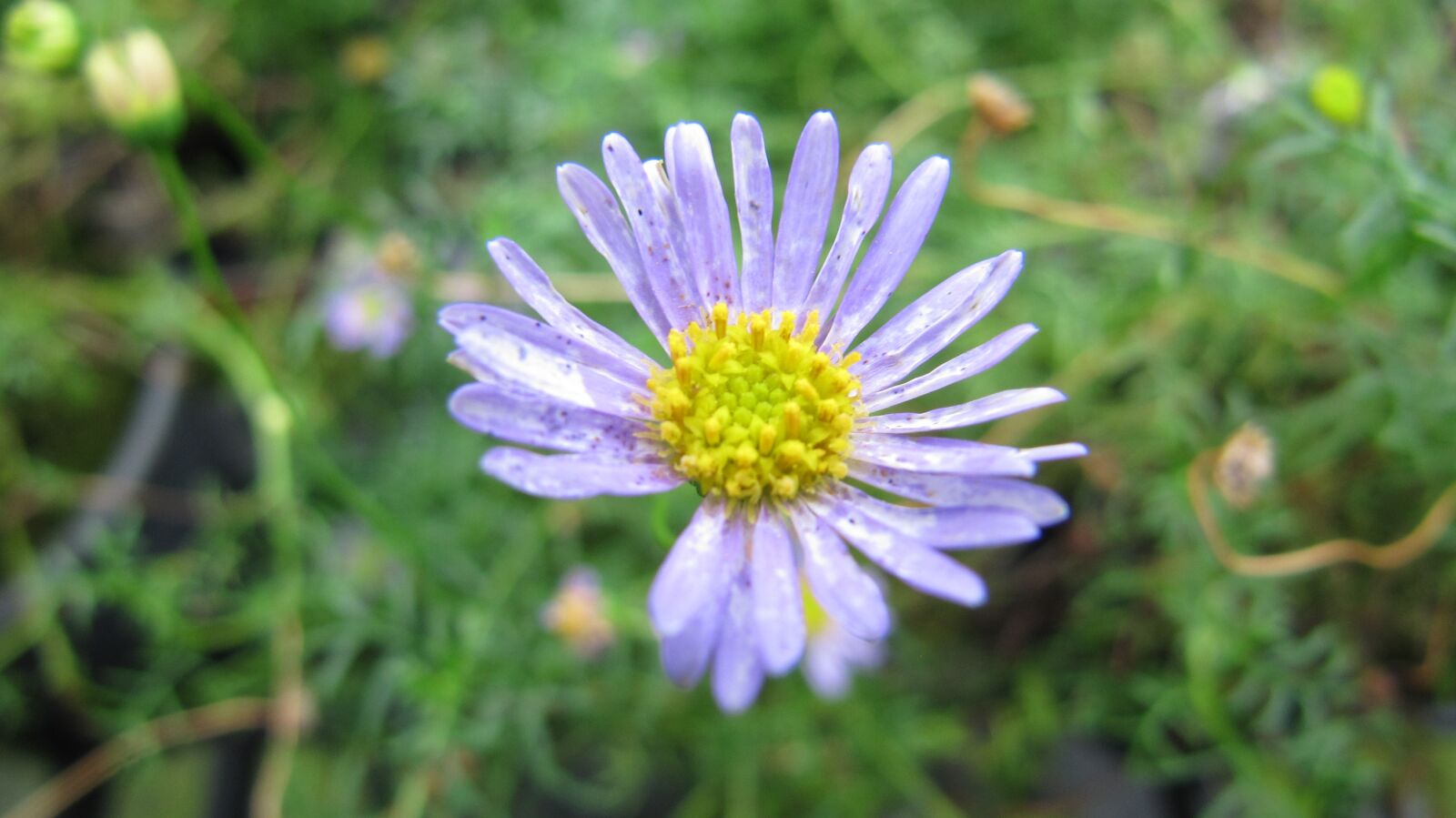 Canon PowerShot SX200 IS sample photo. Flower, color, flowers photography