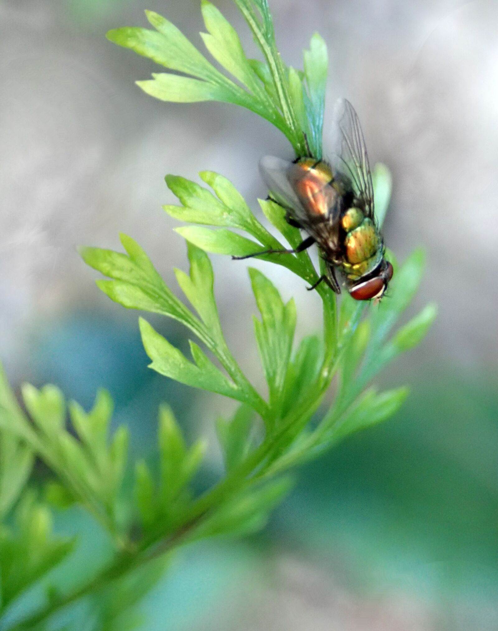 Olympus TG-5 sample photo. Fly, insect, colorful photography