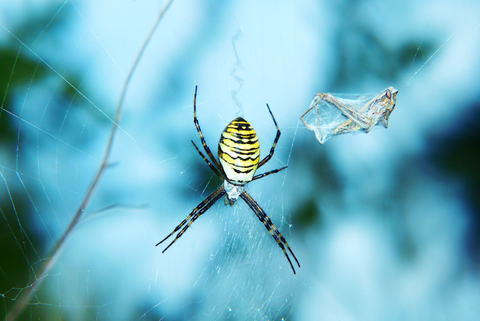 Panasonic Lumix DMC-FZ200 sample photo. Tygrzyk paskowany, female, spider photography