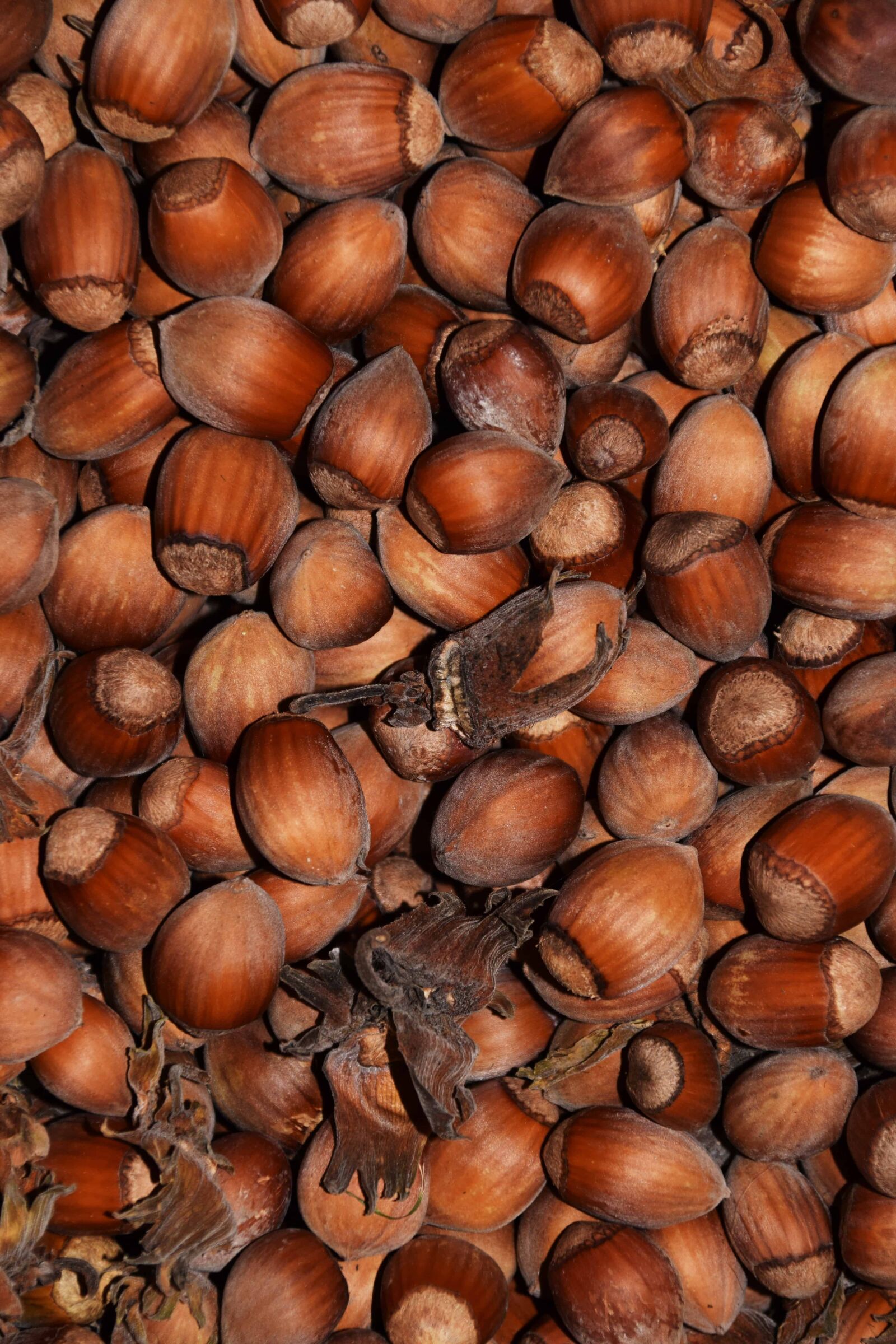 Nikon D3300 sample photo. Food, wood, seed, hazelnut photography