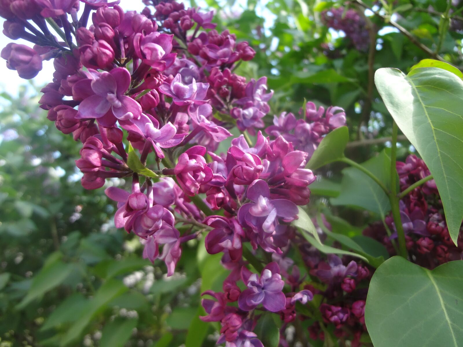 Sony Cyber-shot DSC-WX50 sample photo. Lilac, spring, may photography
