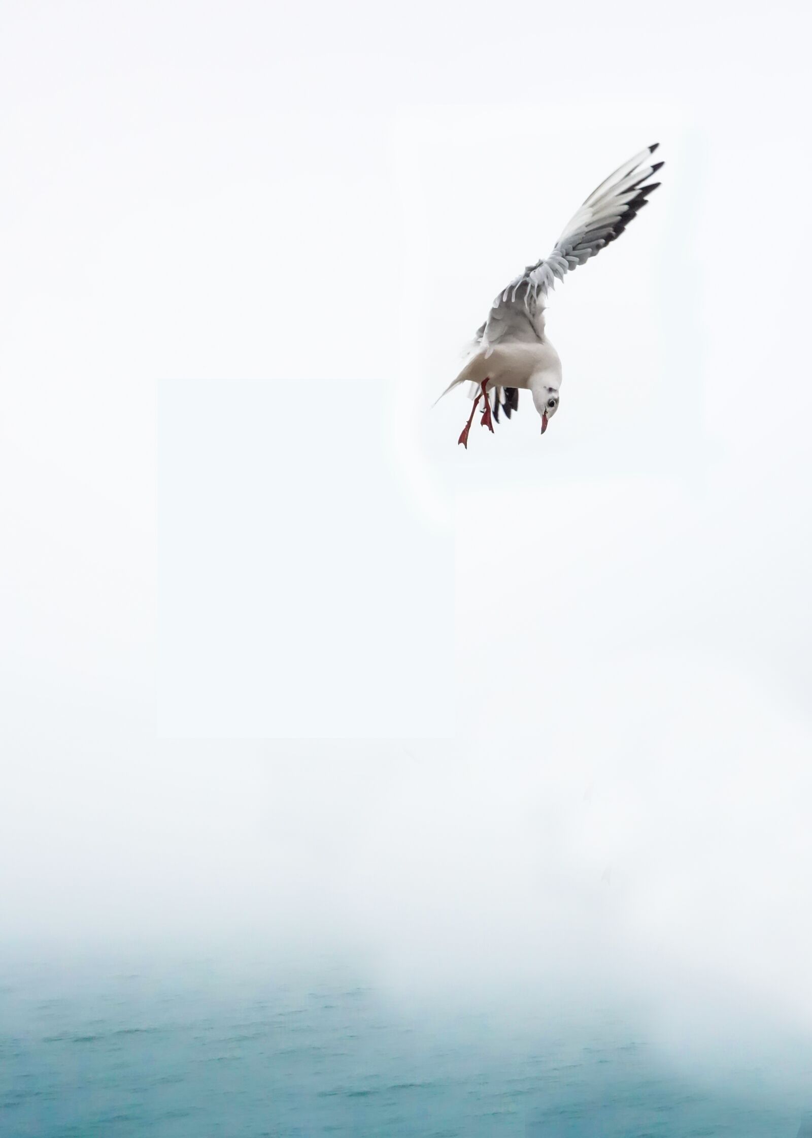 Sony Cyber-shot DSC-RX100 sample photo. Seagull, bird, sea photography