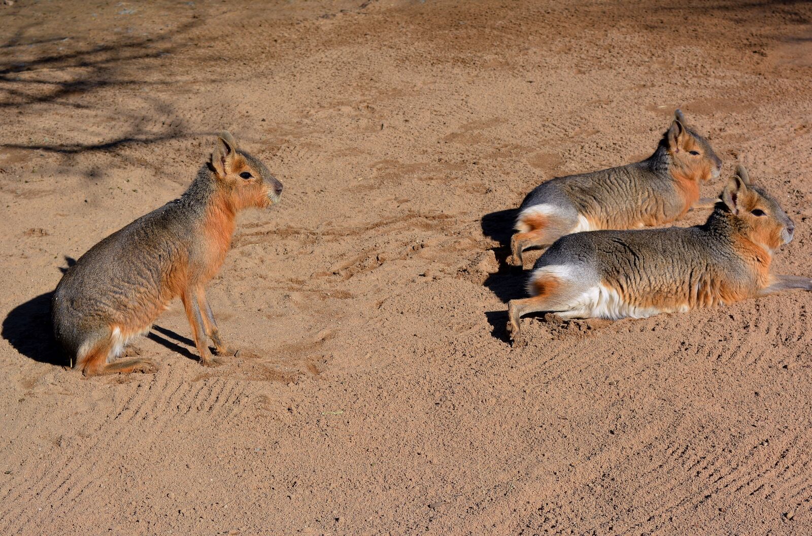 Nikon D5200 sample photo. Patagonian mara, south america photography
