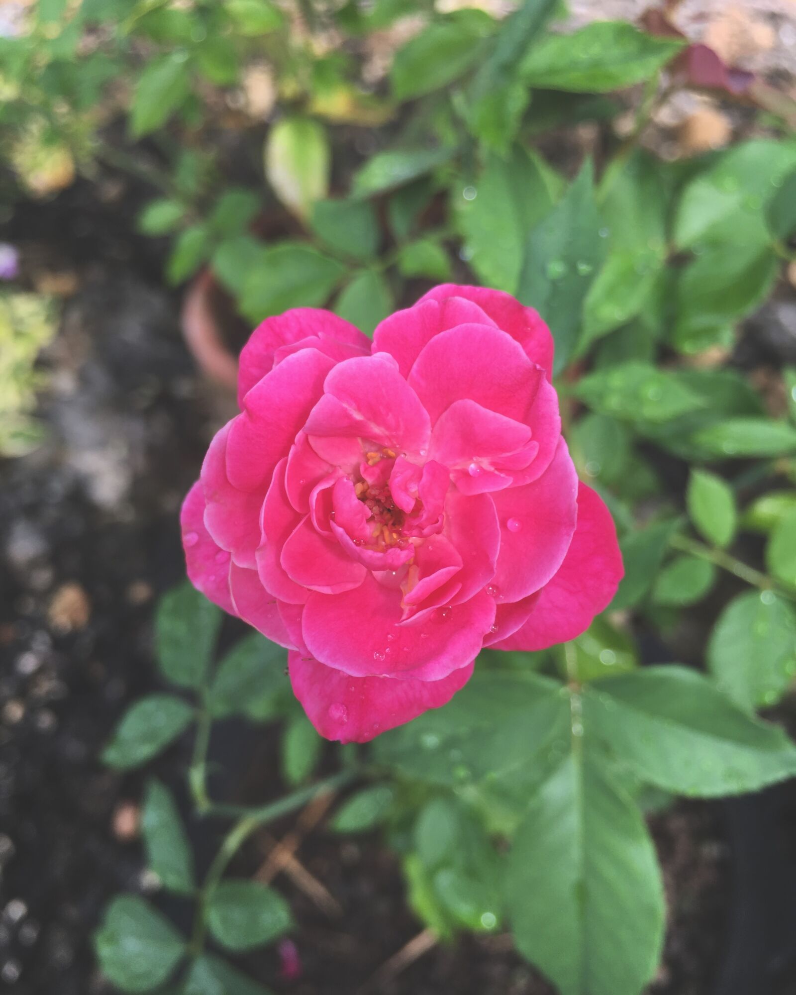 Apple iPhone 6s sample photo. Mother, nature, nature, nature photography