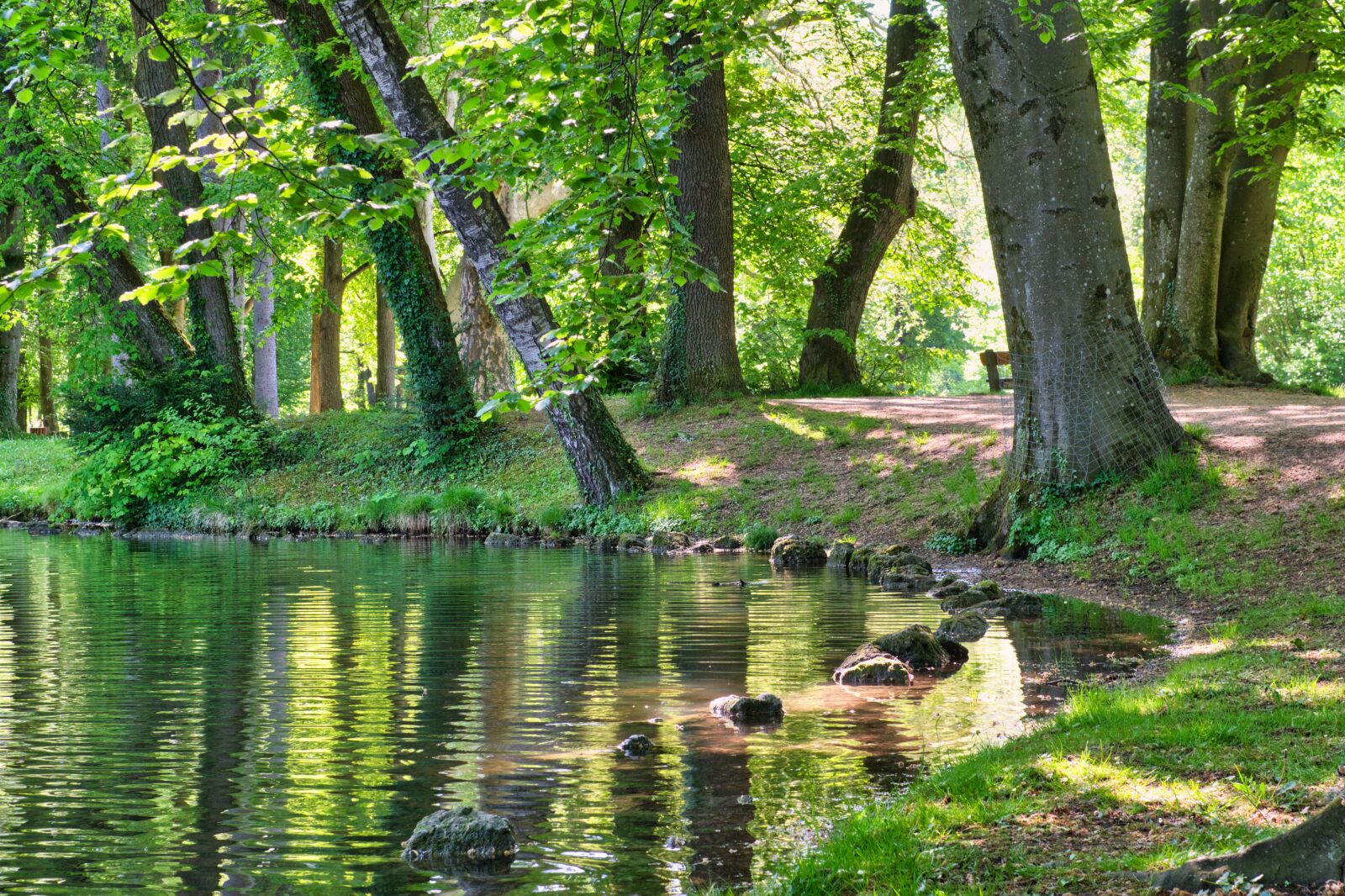 Nikon D7500 sample photo. Trees, stones, bank photography