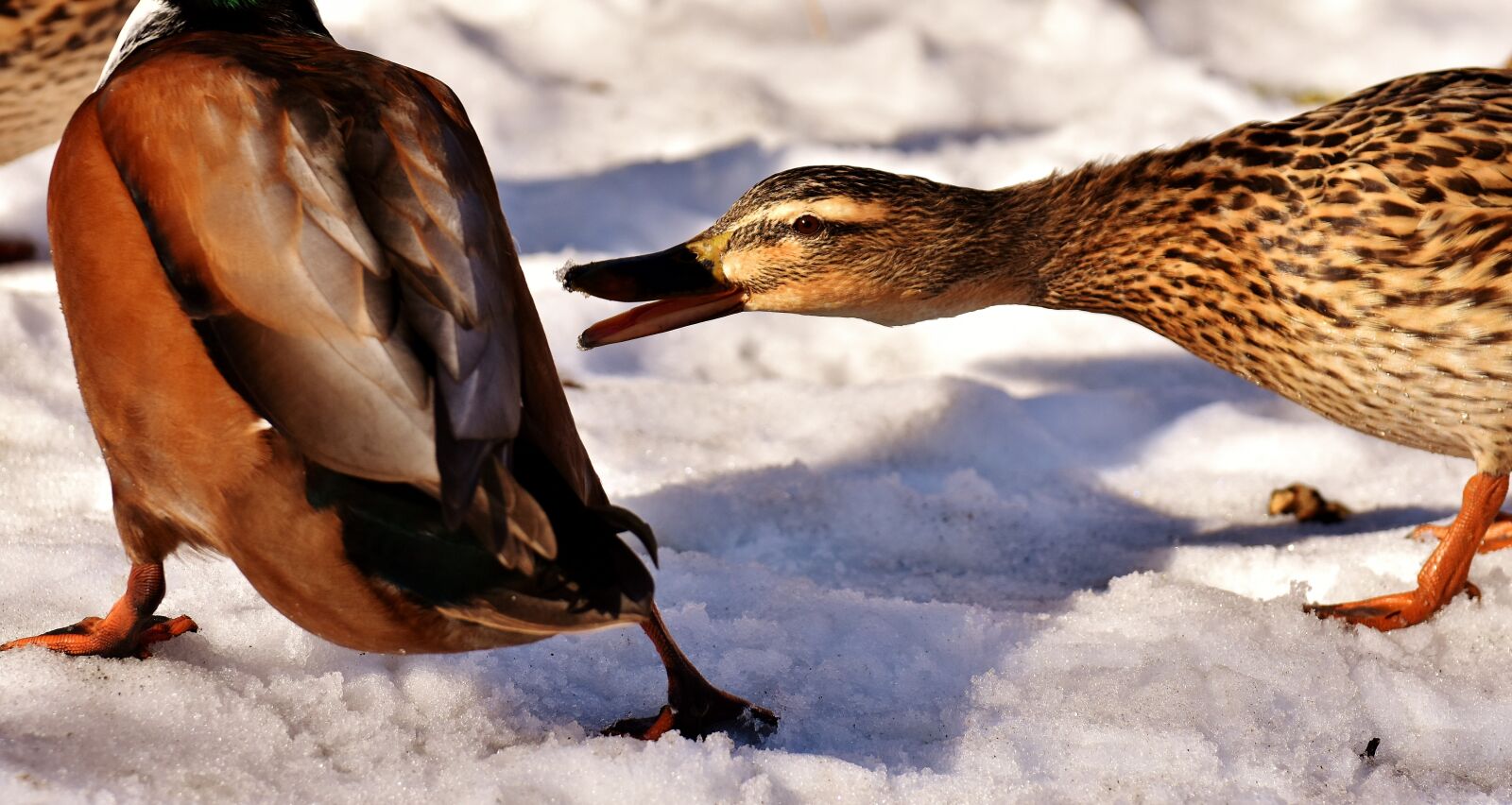 Nikon D7200 sample photo. Duck, mallard, snow photography