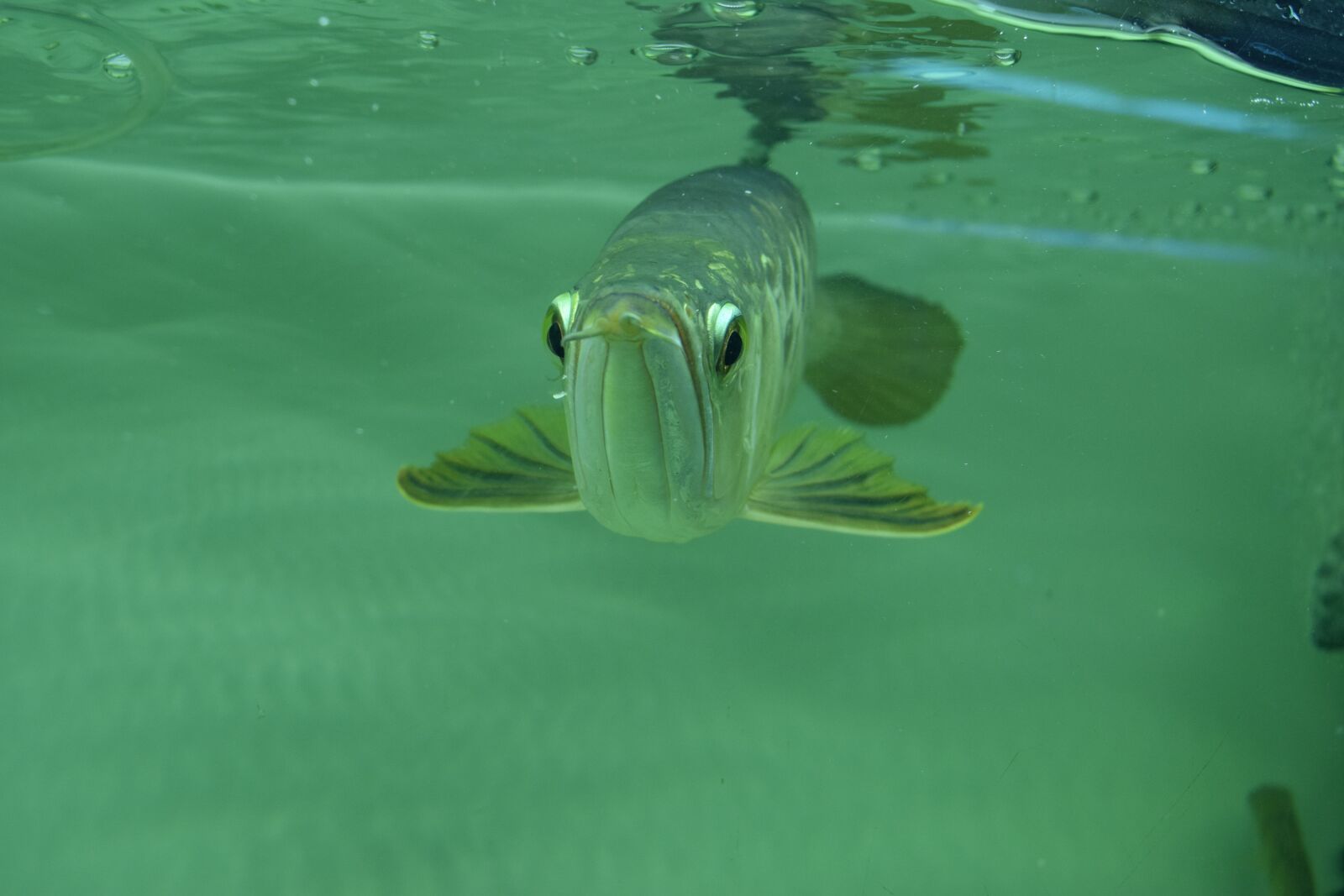 Nikon D3300 sample photo. Arowana, arowana vietnam photography