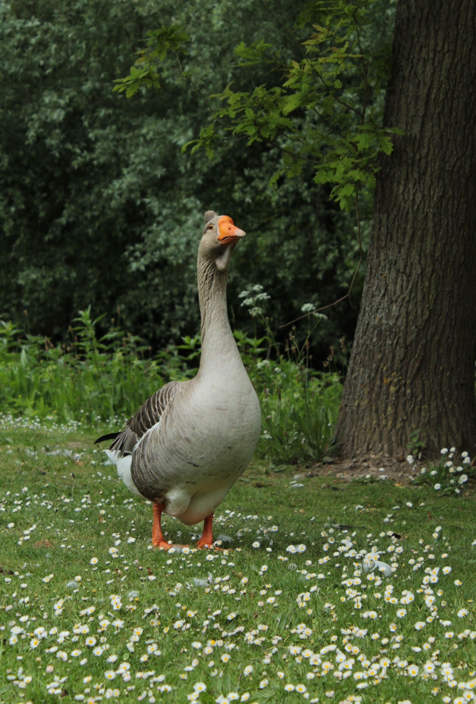 Canon EOS 600D (Rebel EOS T3i / EOS Kiss X5) sample photo. Goose, bird, waterfowl photography