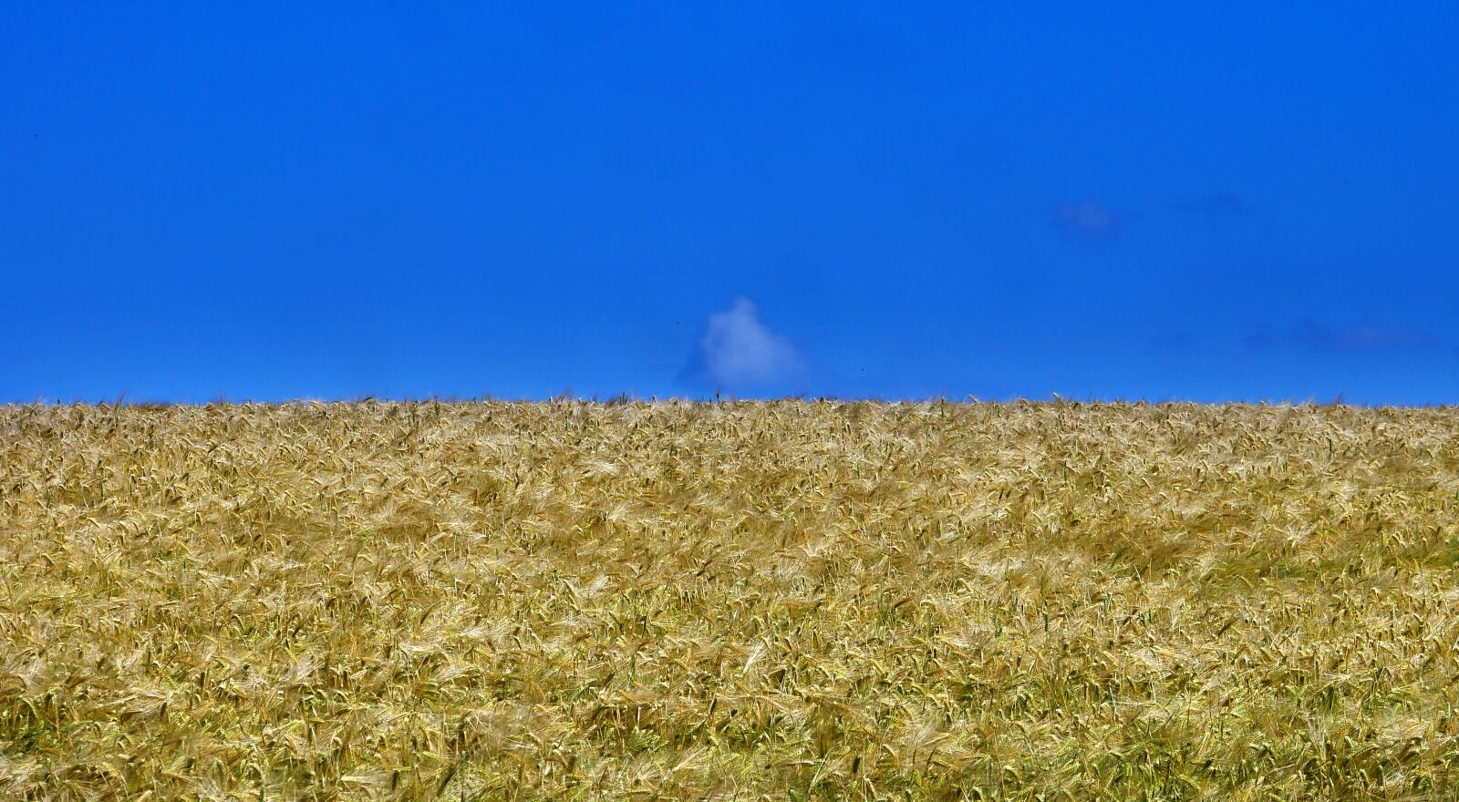 Panasonic Lumix DMC-GX85 (Lumix DMC-GX80 / Lumix DMC-GX7 Mark II) sample photo. Landscape, fields, barley photography