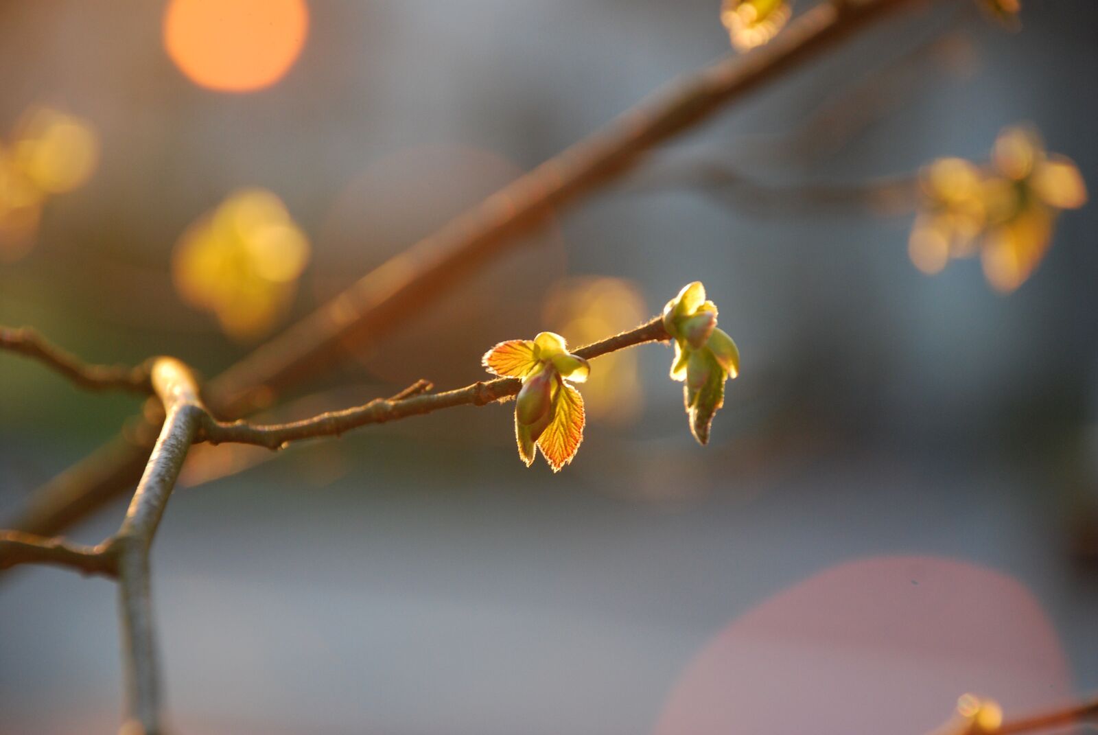 Nikon D80 sample photo. Spring, light, sun photography