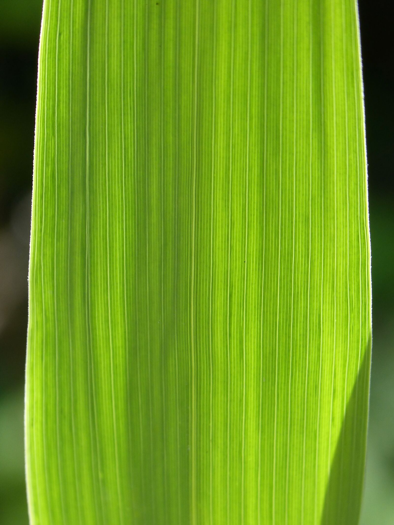 Panasonic DMC-FZ62 sample photo. Leaf, strands, background photography