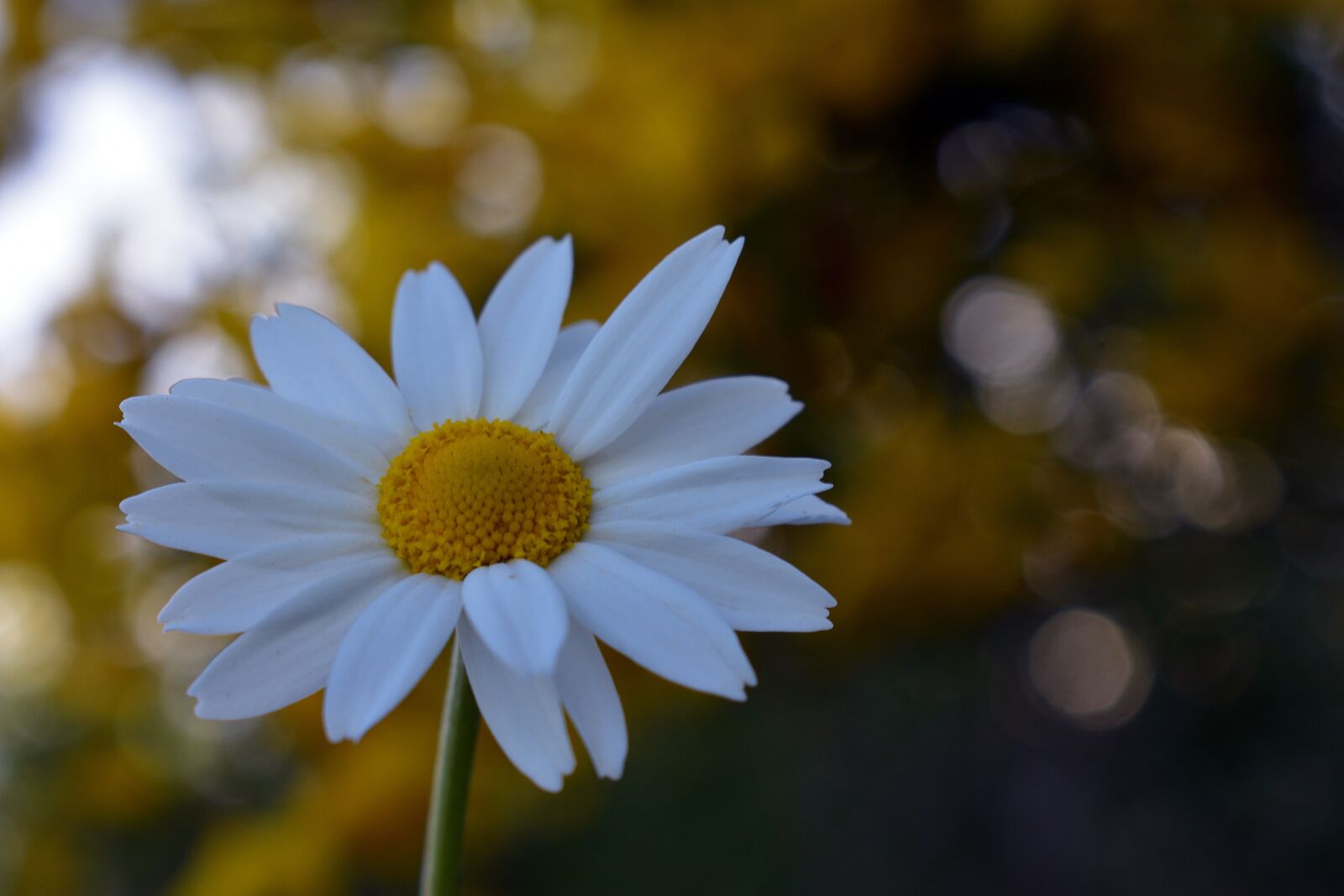 Nikon D3400 sample photo. Flower, spring, beautiful photography