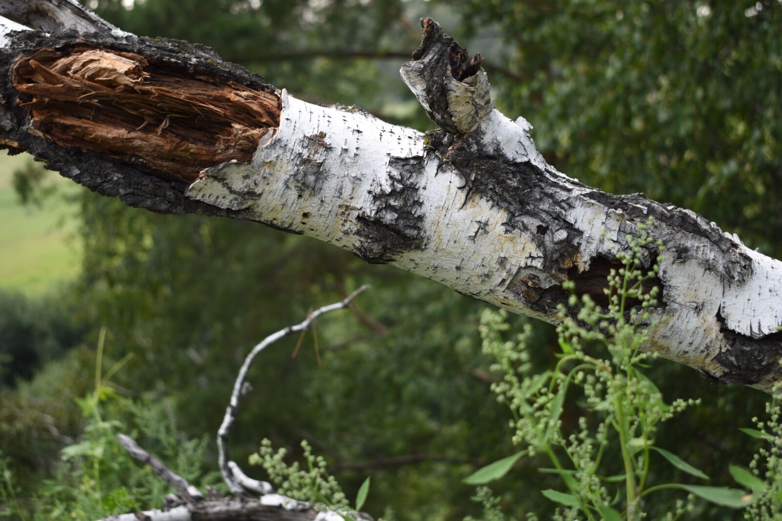 Nikon D3500 sample photo. Birch, bark, trunk photography