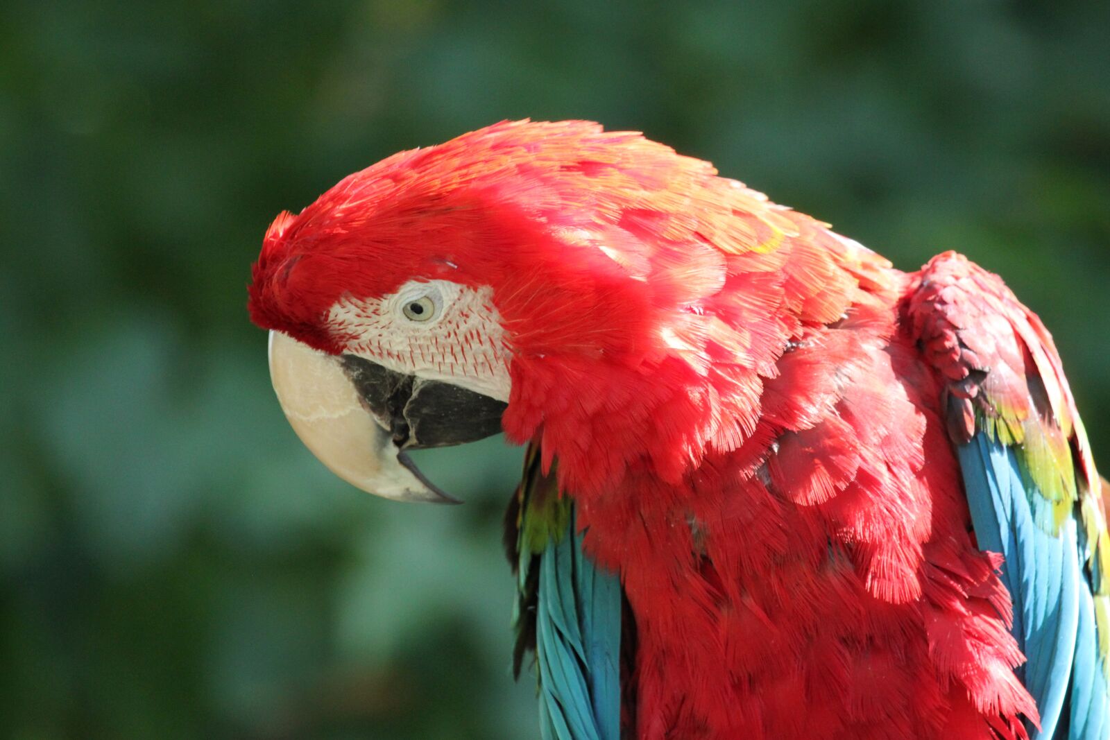 Canon EOS 500D (EOS Rebel T1i / EOS Kiss X3) sample photo. Parrot, ara, bird photography