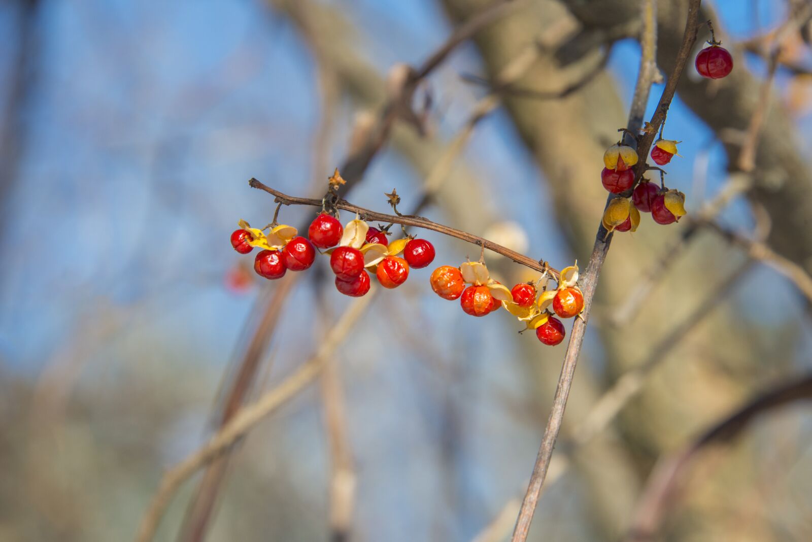 Nikon D800 sample photo. Winter, berries, red photography