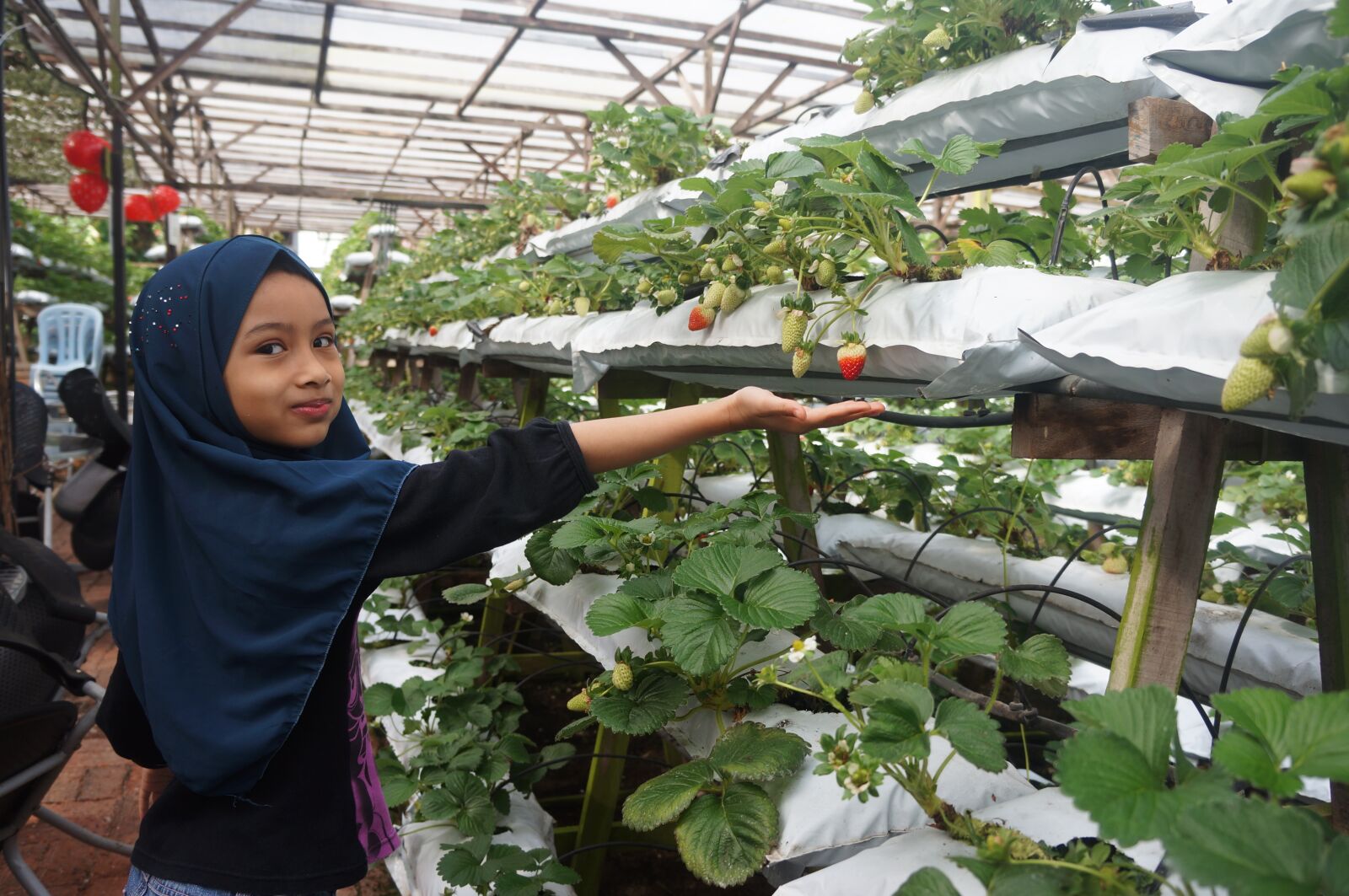 Sony Alpha NEX-5N sample photo. Malaysia, strawberry farm, girl photography