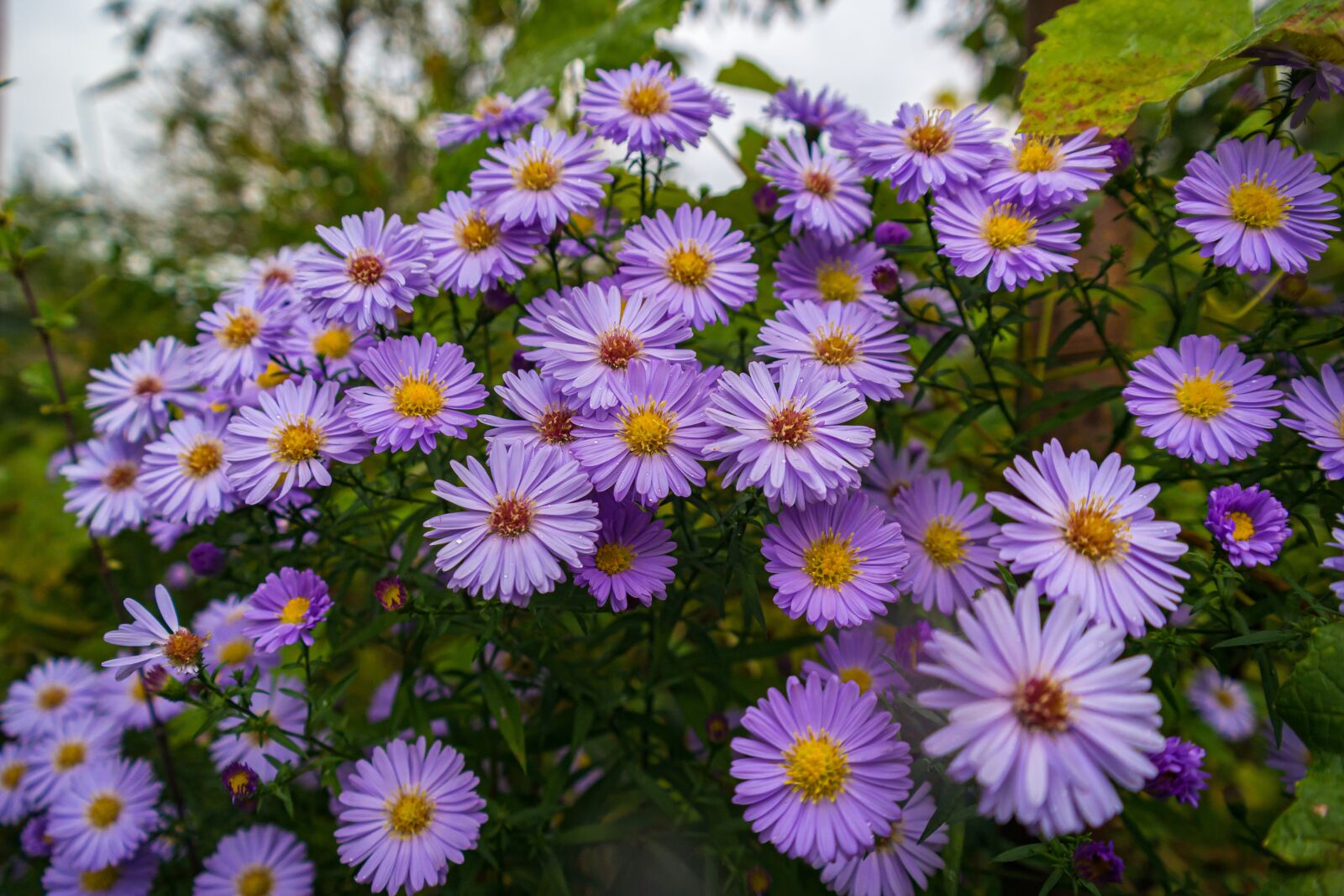 Samsung NX 18-55mm F3.5-5.6 OIS sample photo. Aster, flowers, garden photography