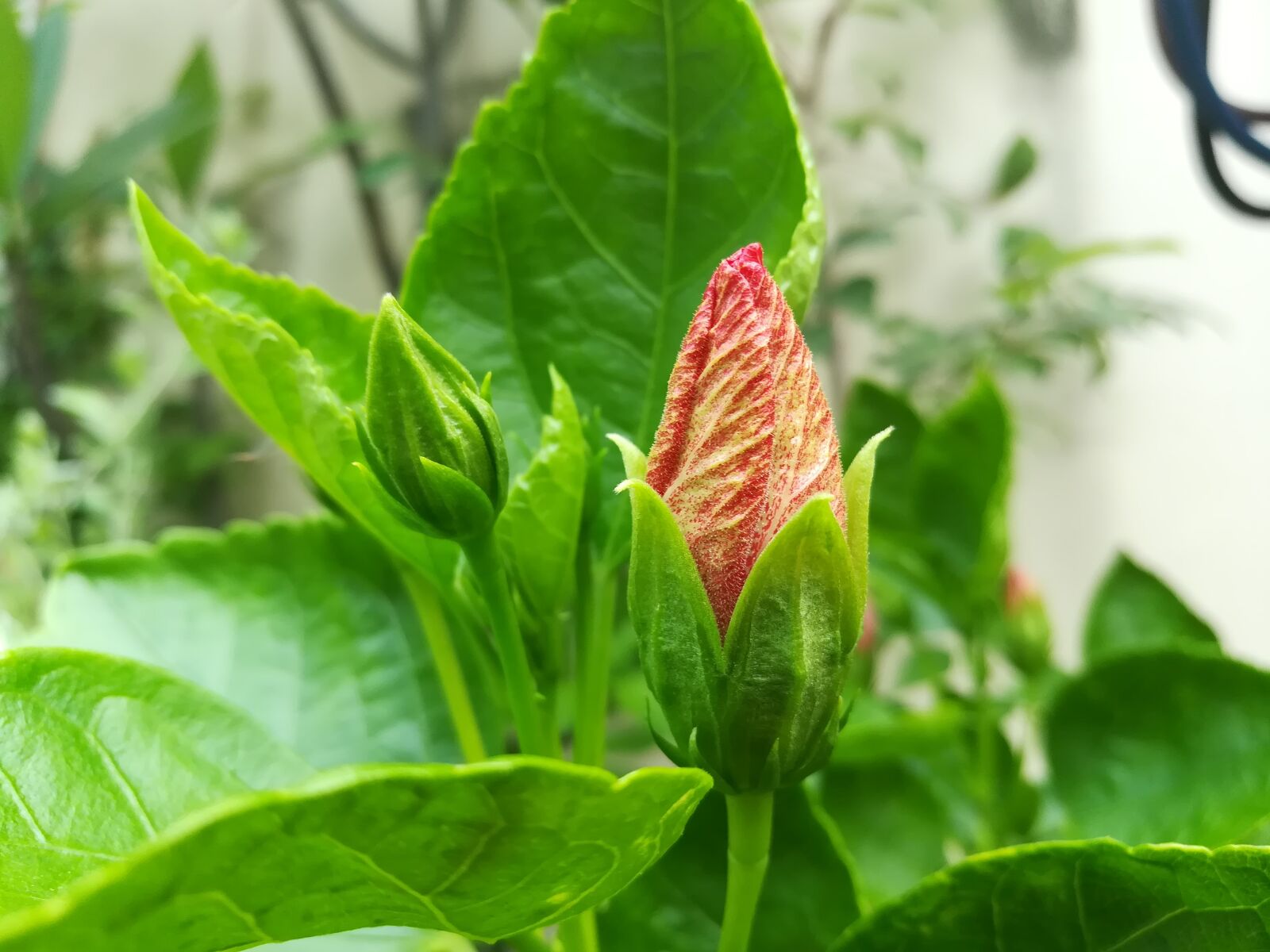HUAWEI GR5 2017 sample photo. Red, flowers photography