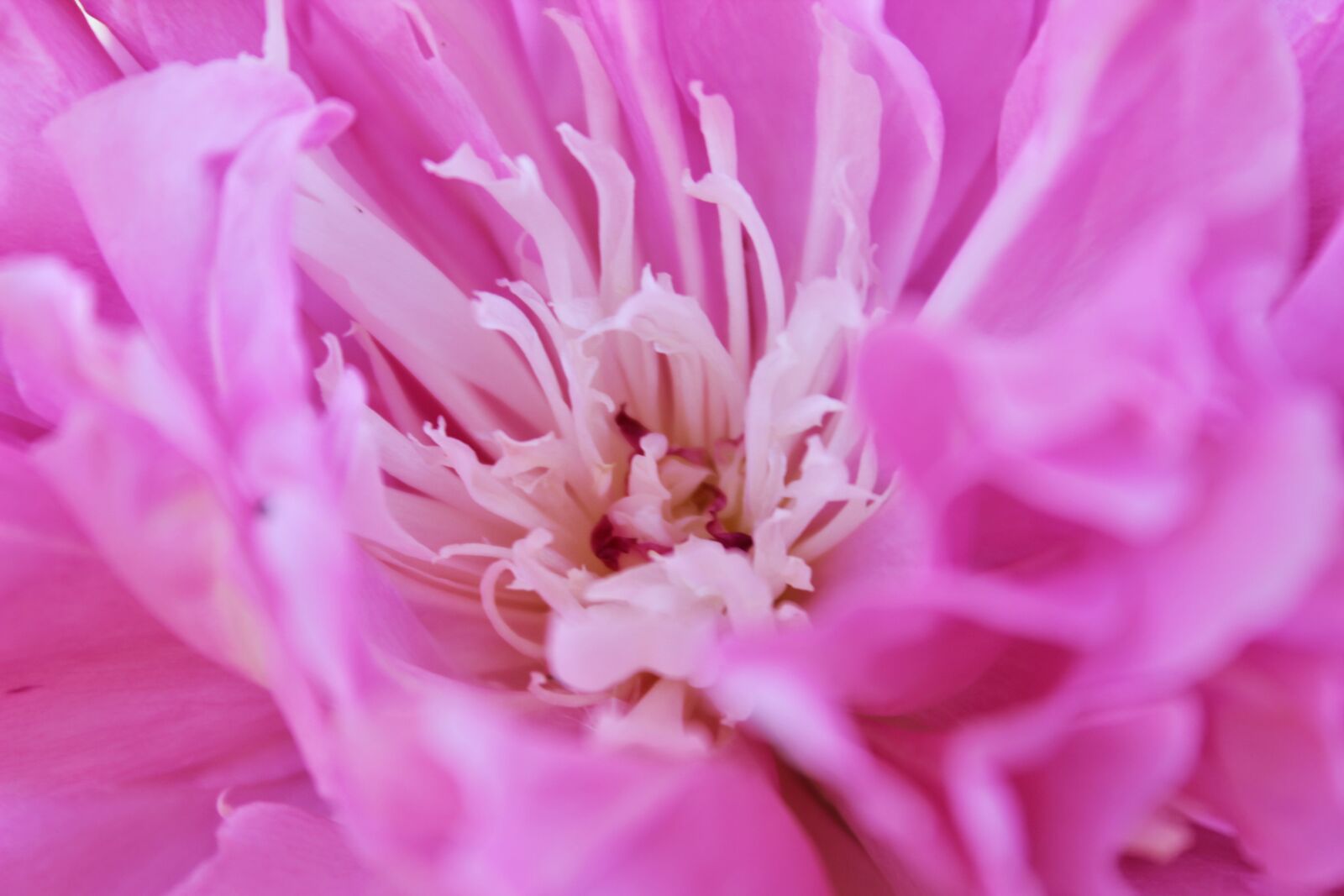 Canon EOS 600D (Rebel EOS T3i / EOS Kiss X5) sample photo. Rose, pink, pink rose photography
