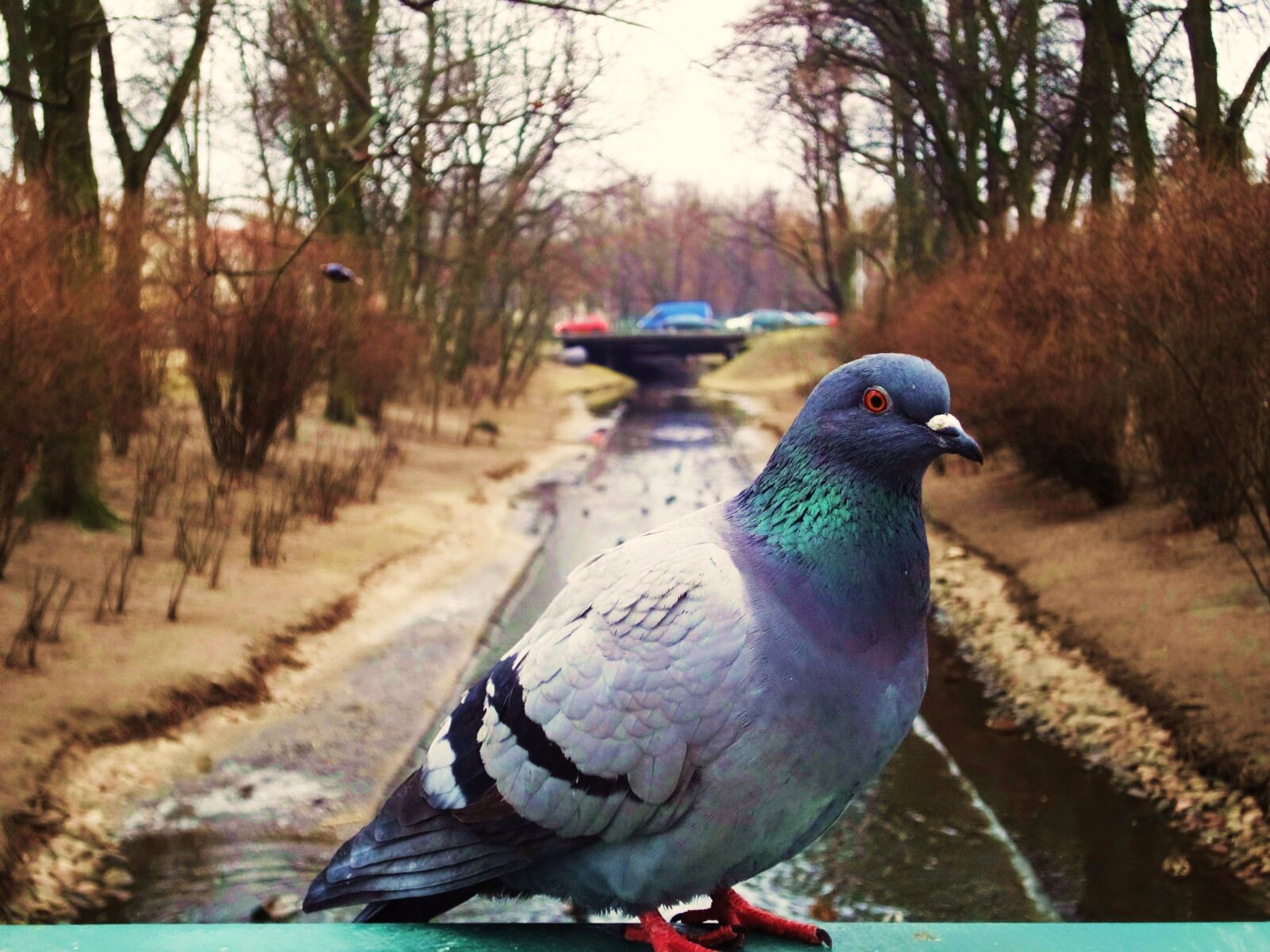 Sony Cyber-shot DSC-WX1 sample photo. Bird, park, pigeon, river photography