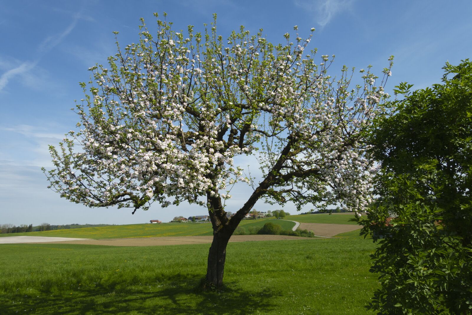 Sony Cyber-shot DSC-RX100 III sample photo. Tree, apple tree, nature photography