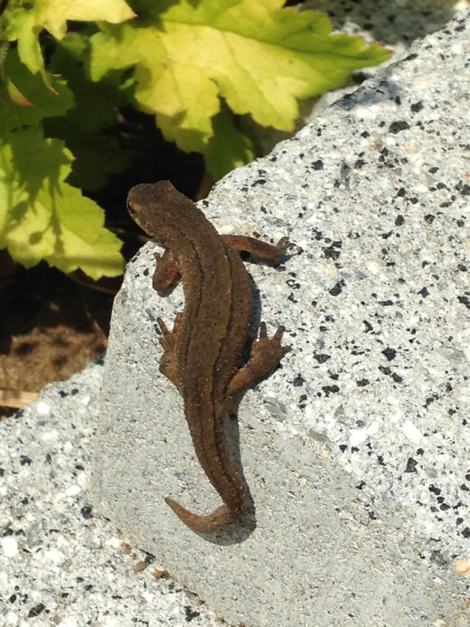 iPhone 5c back camera 4.12mm f/2.4 sample photo. Lizard, garden, stone photography