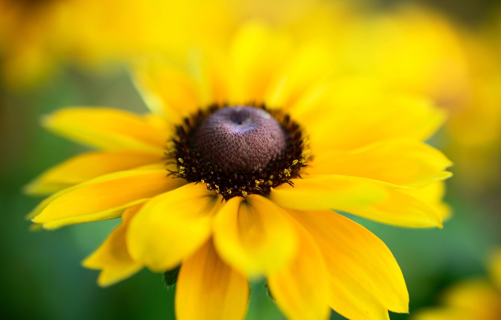 Nikon D5200 sample photo. Coneflower, blossom, bloom photography