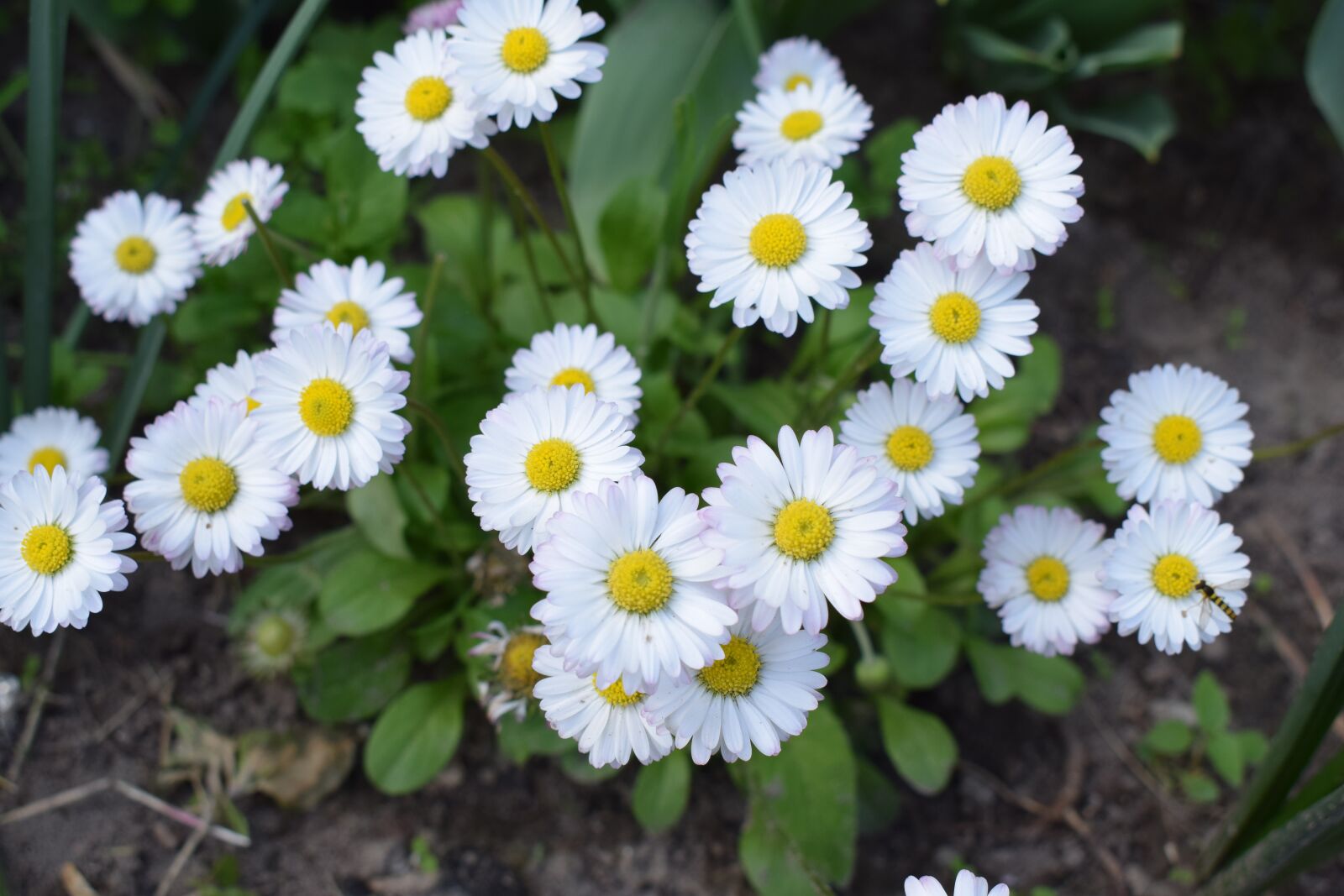 Nikon D5300 sample photo. Flowers, green, white photography
