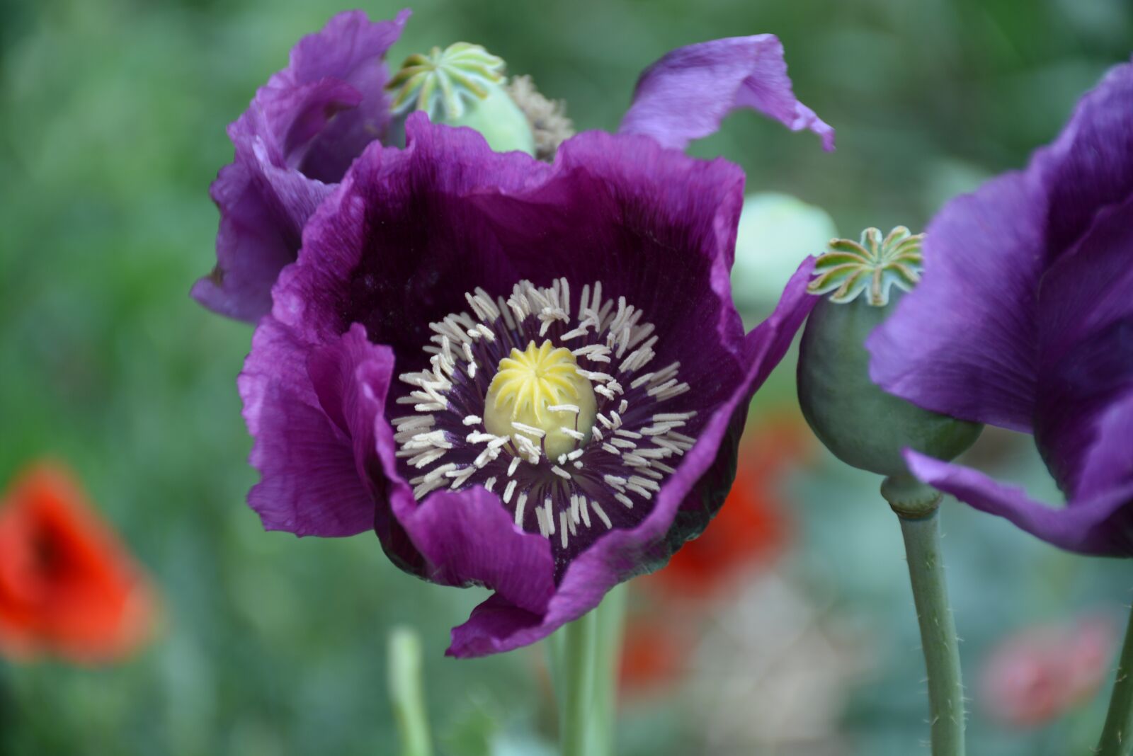 Nikon D7100 sample photo. Poppyhead, purple, poppy photography