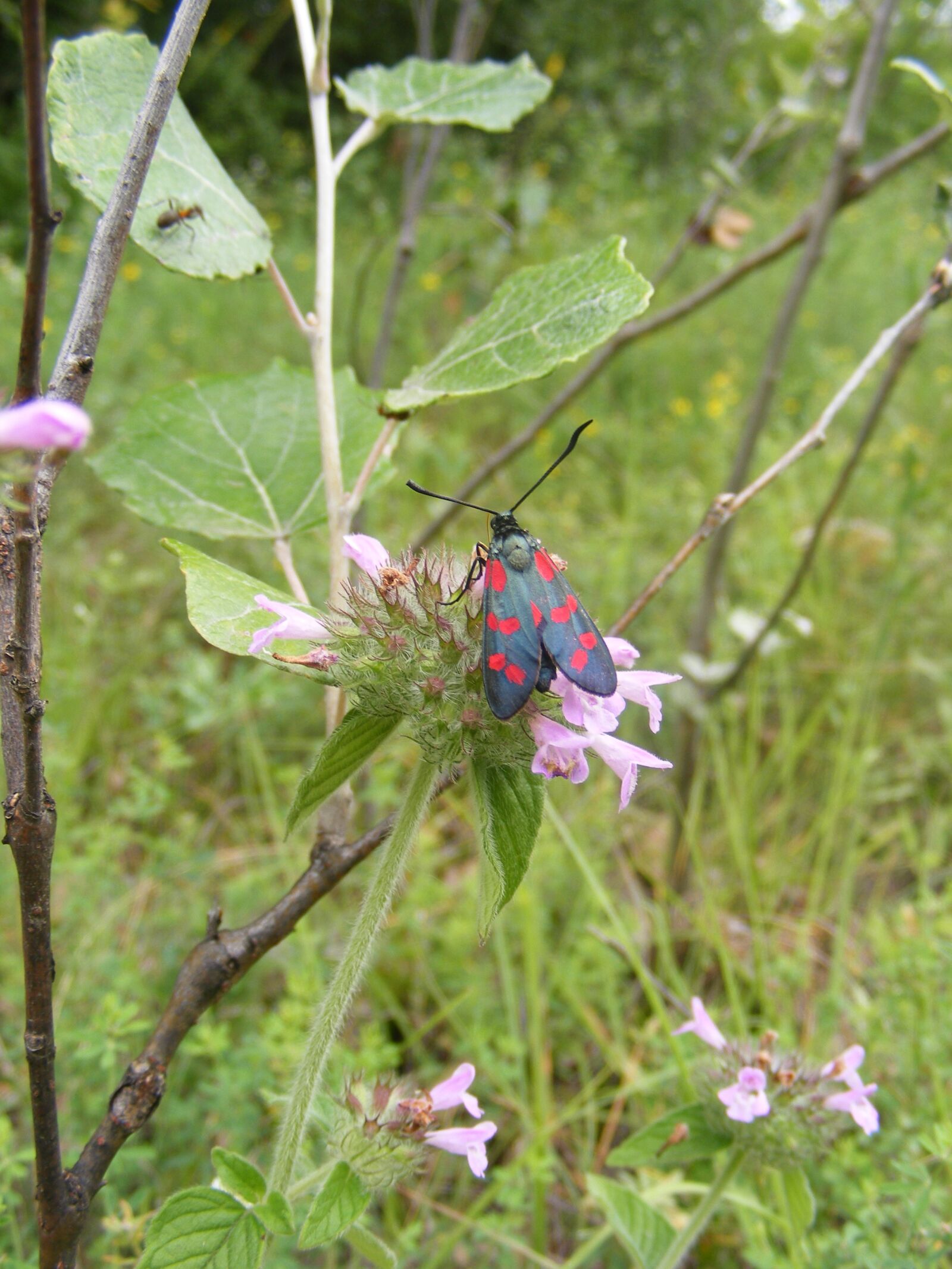 Fujifilm FinePix S5700 S700 sample photo. Black, burnet, butterfly photography