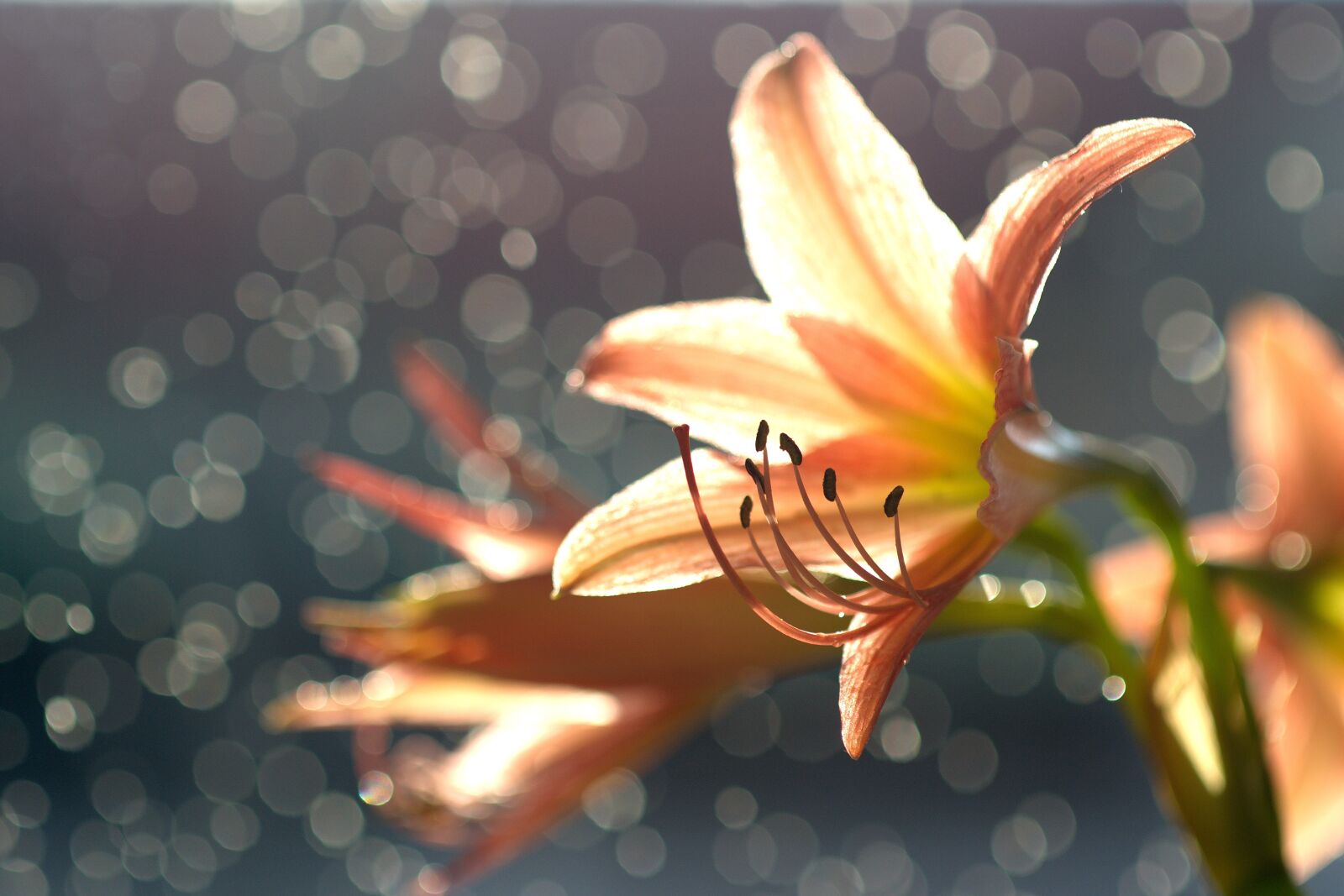 Nikon D3100 sample photo. Four herbs, pineapple, tree photography