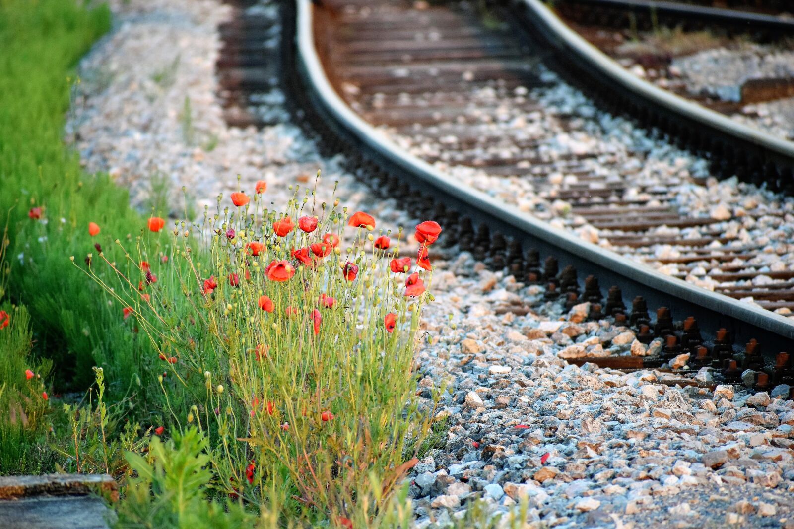 Nikon D3300 sample photo. Poppys, flower, near railway photography