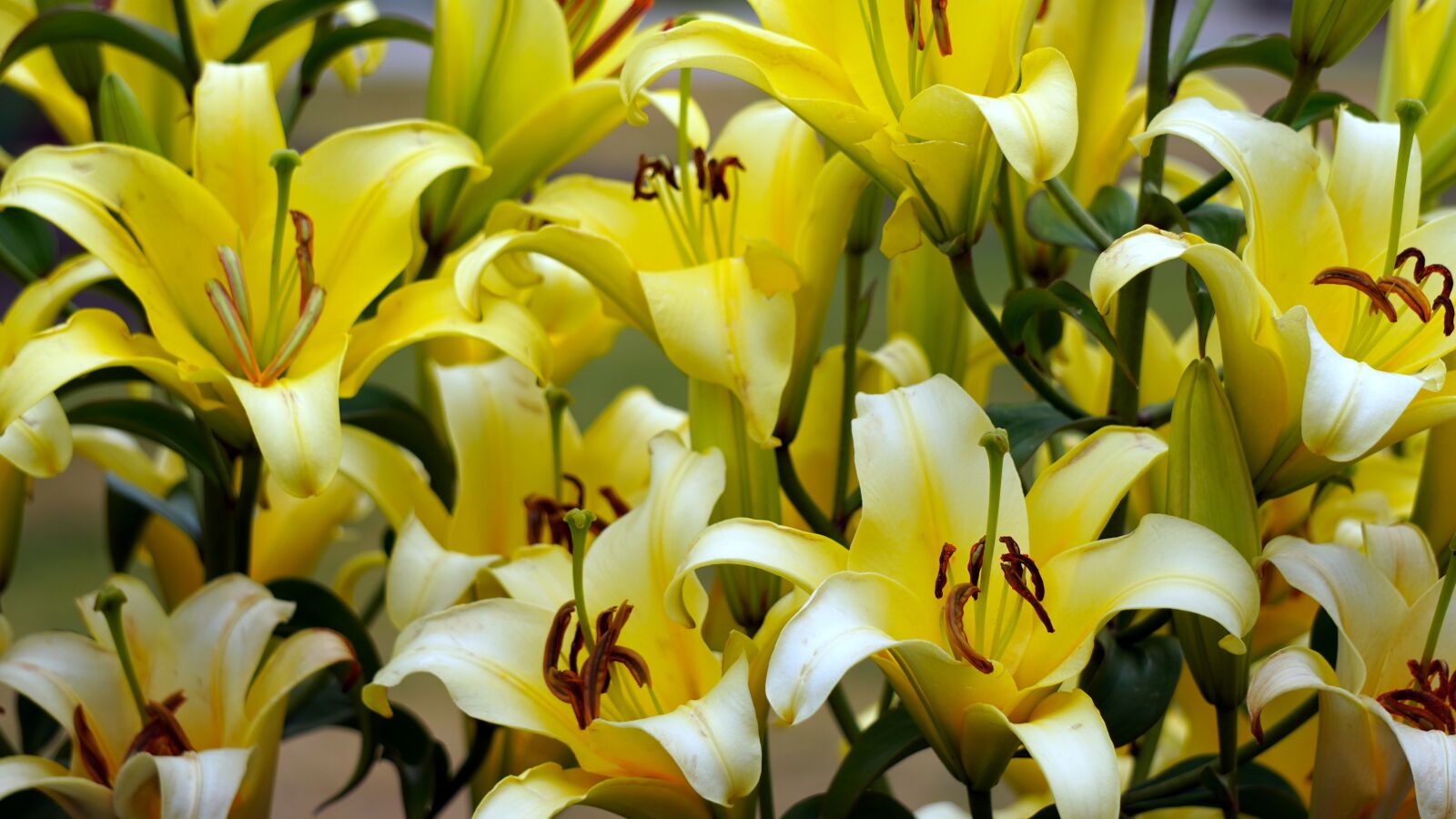 Sony E 55-210mm F4.5-6.3 OSS sample photo. Lilies, yellow flowers, flower photography
