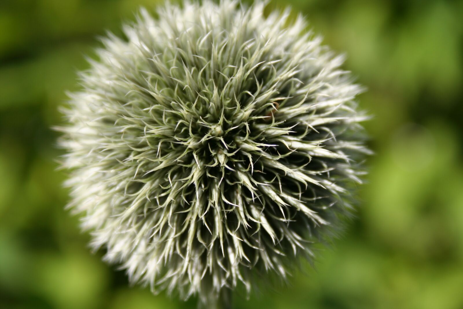 Canon EOS 350D (EOS Digital Rebel XT / EOS Kiss Digital N) sample photo. Thistle, plant, flower photography