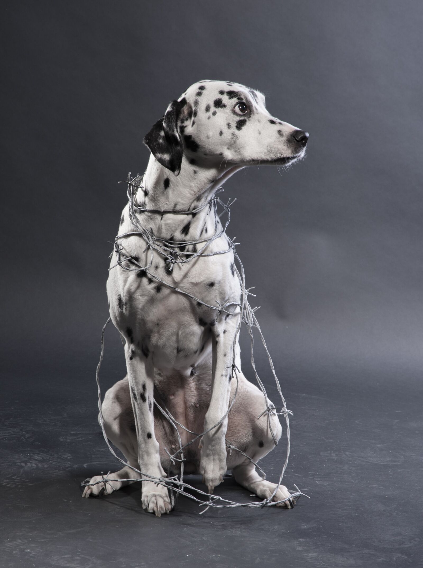 Nikon D700 sample photo. Dog, dalmatians, animal torturer photography