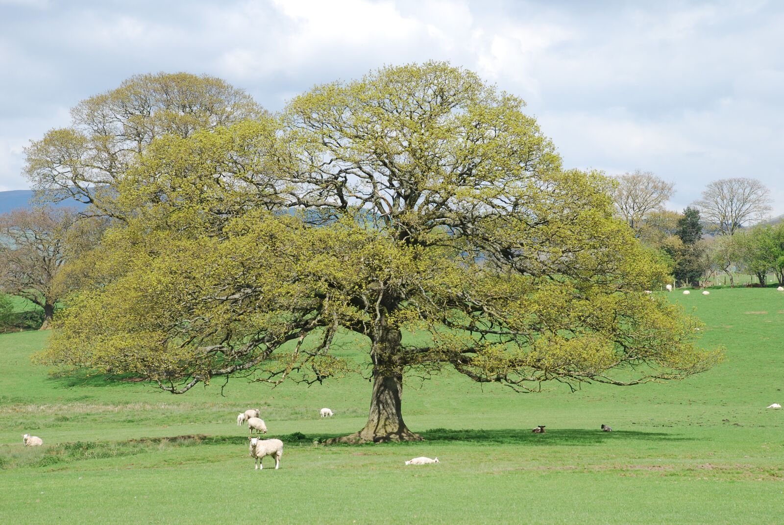Nikon D80 sample photo. Tree, landscape, nature photography