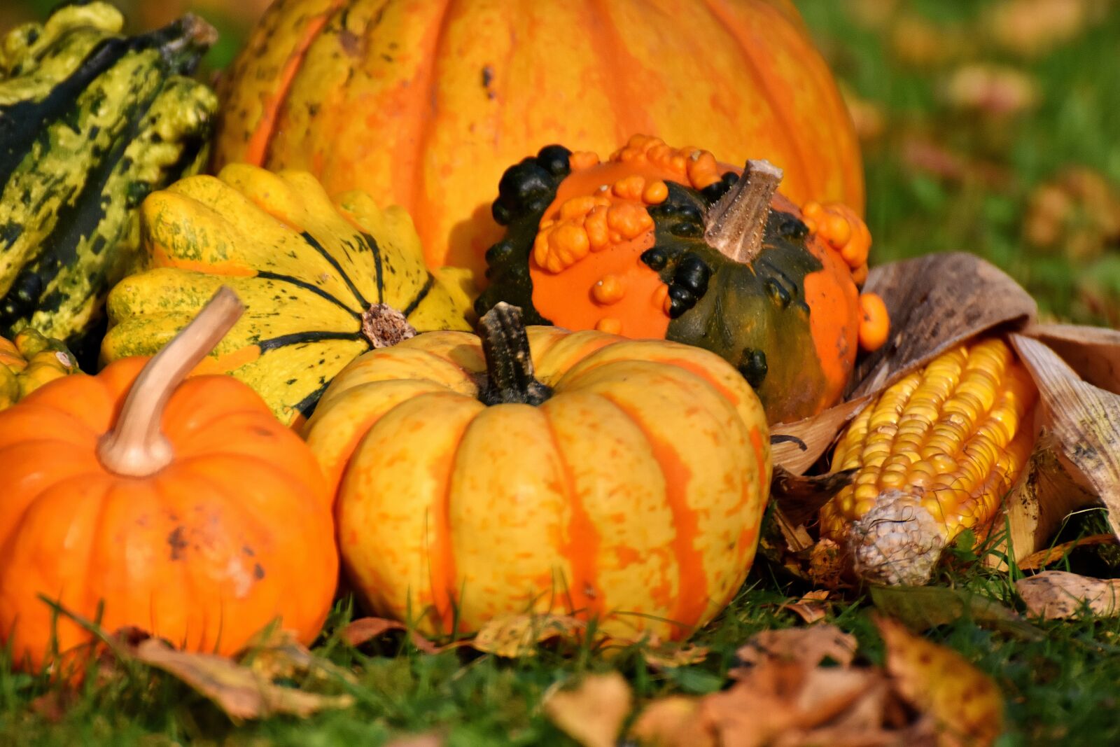 Nikon D7200 sample photo. Pumpkins, colorful, autumn photography