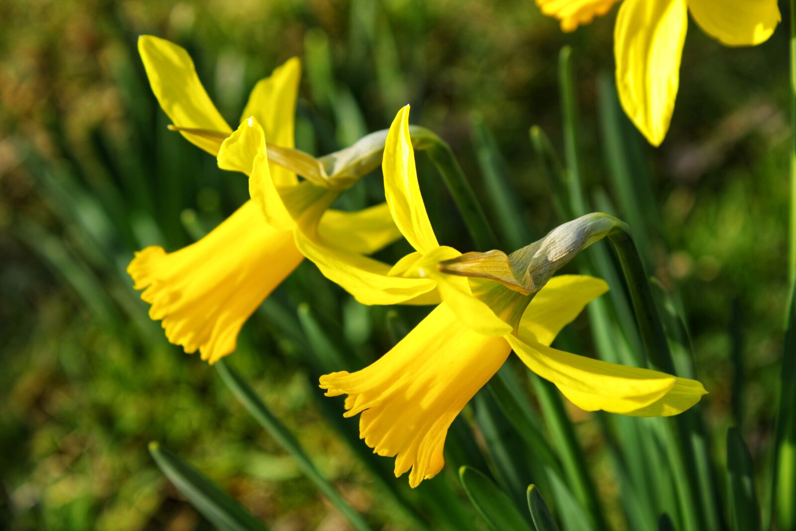 Canon EOS 2000D (EOS Rebel T7 / EOS Kiss X90 / EOS 1500D) sample photo. Narcissus, flower, yellow photography