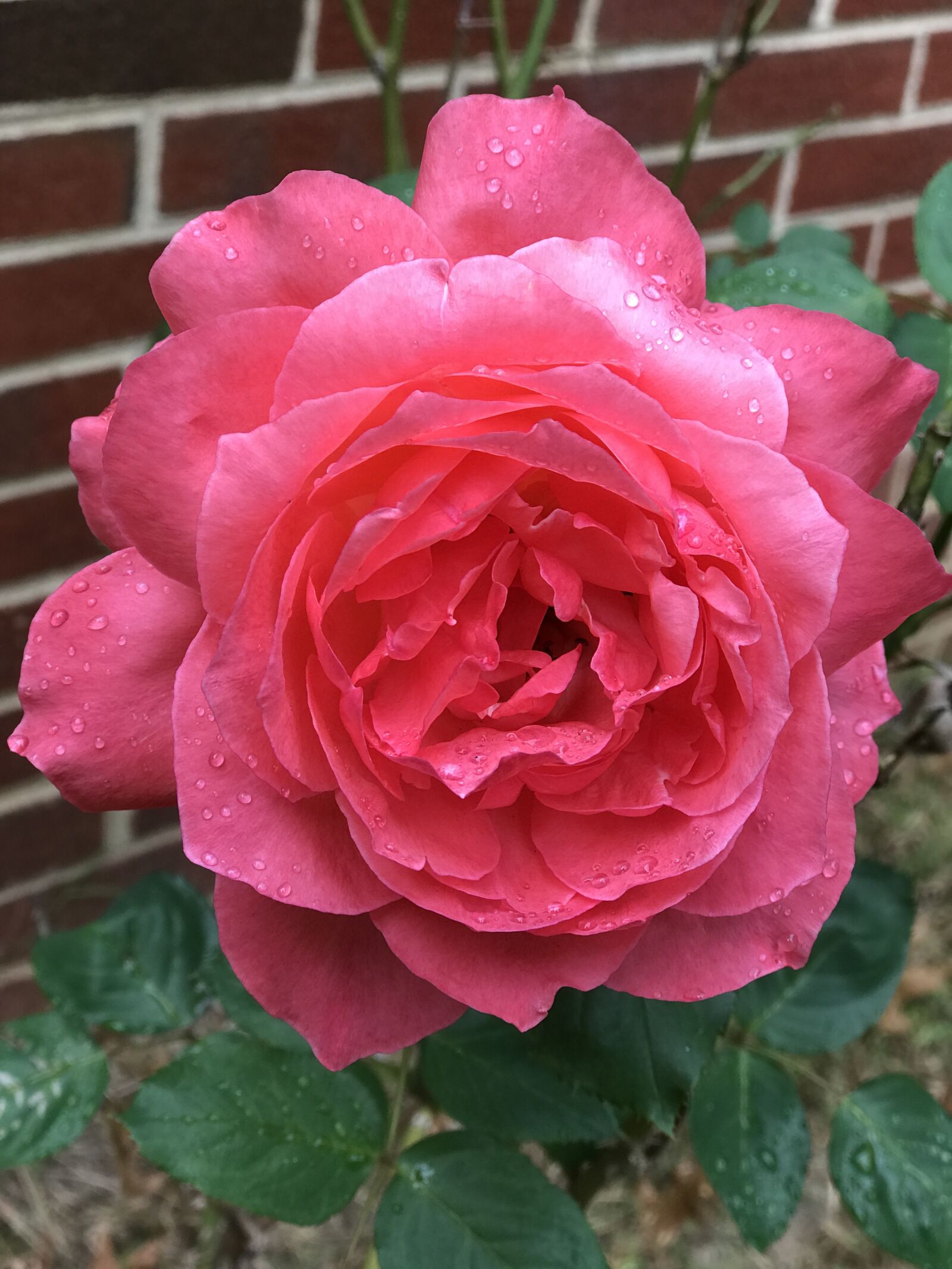 iPhone 7 Plus back dual camera 6.6mm f/2.8 sample photo. Flower, rose, petal photography