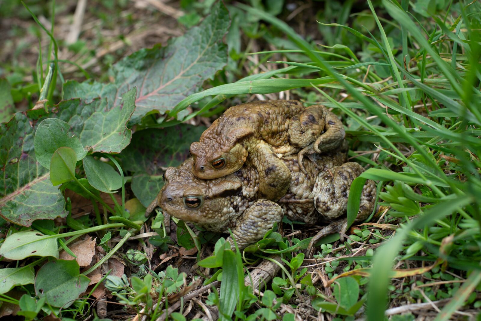 Nikon D7100 sample photo. Toads, reproduction, meadow photography