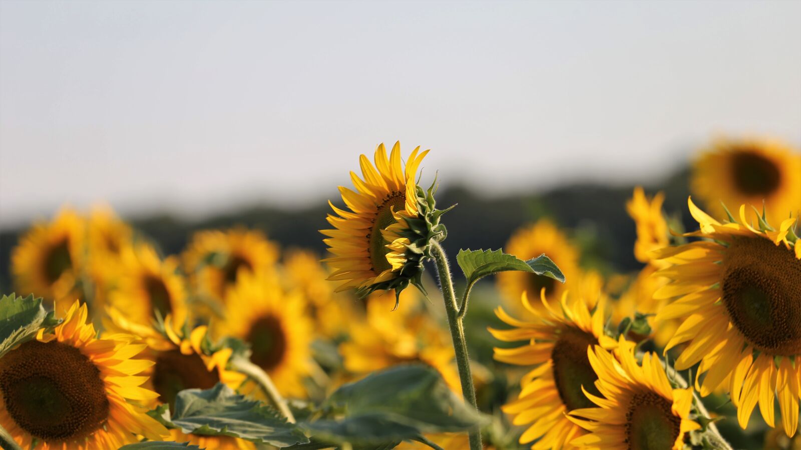Canon EF 70-300 F4-5.6 IS II USM sample photo. Agriculture, sunflowers, bloom photography
