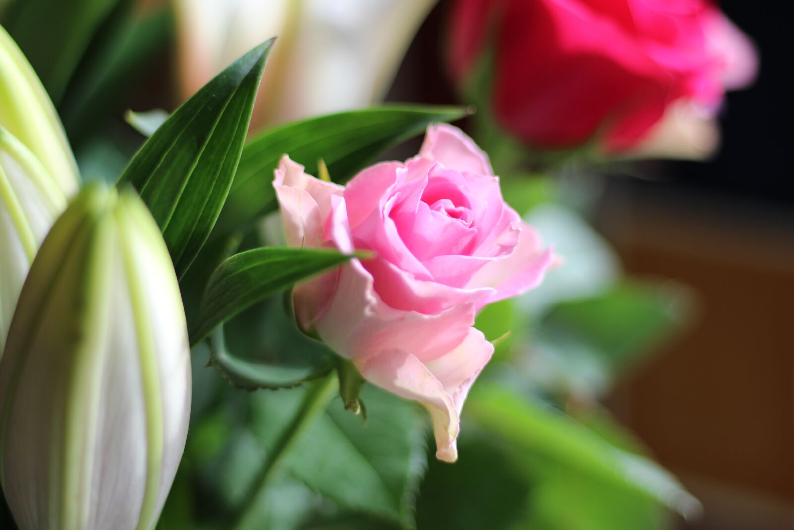 Canon EF 50mm F1.8 STM sample photo. Pink, flower, rose photography