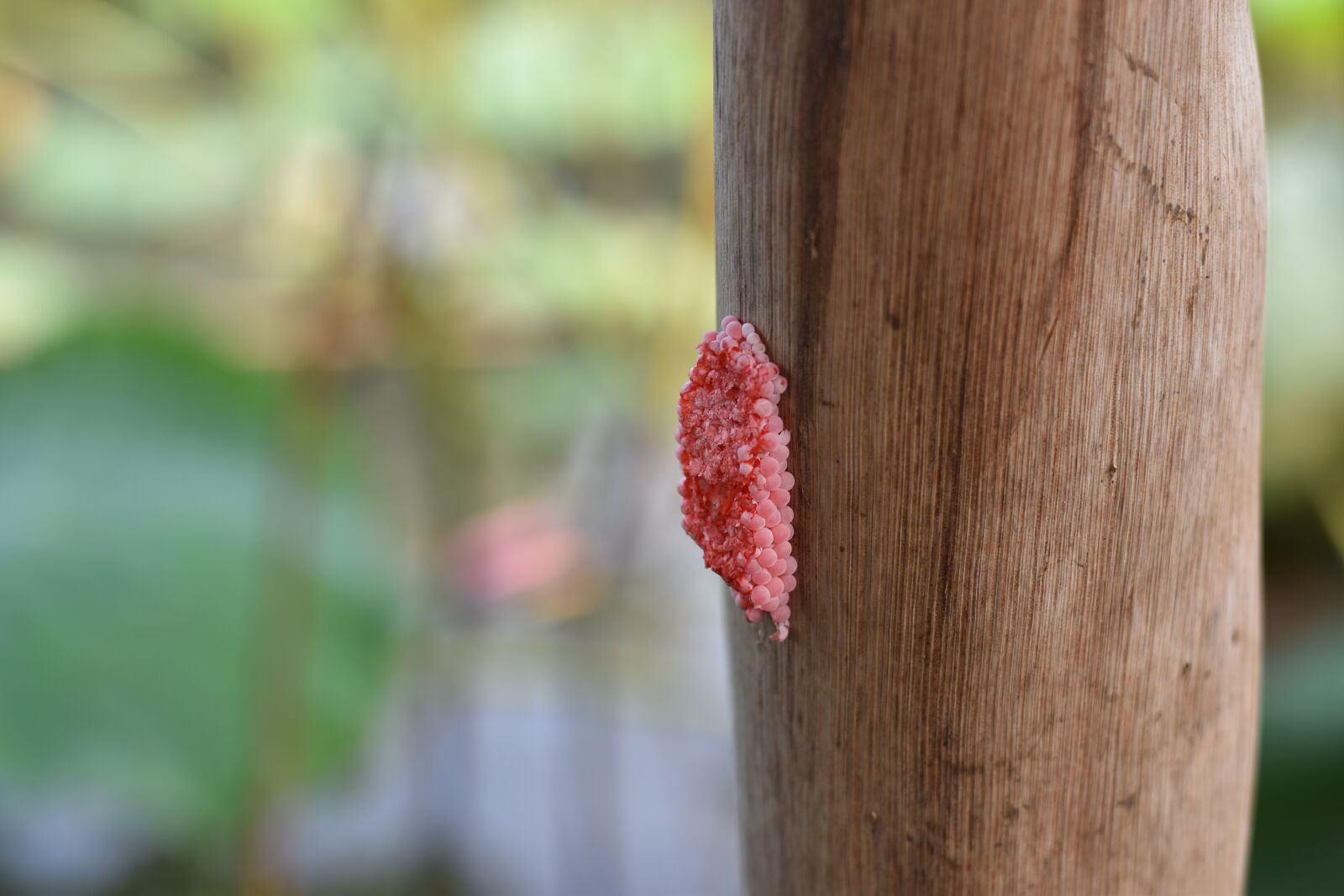 Nikon D5500 sample photo. Yellow snail, egg, reproduction photography