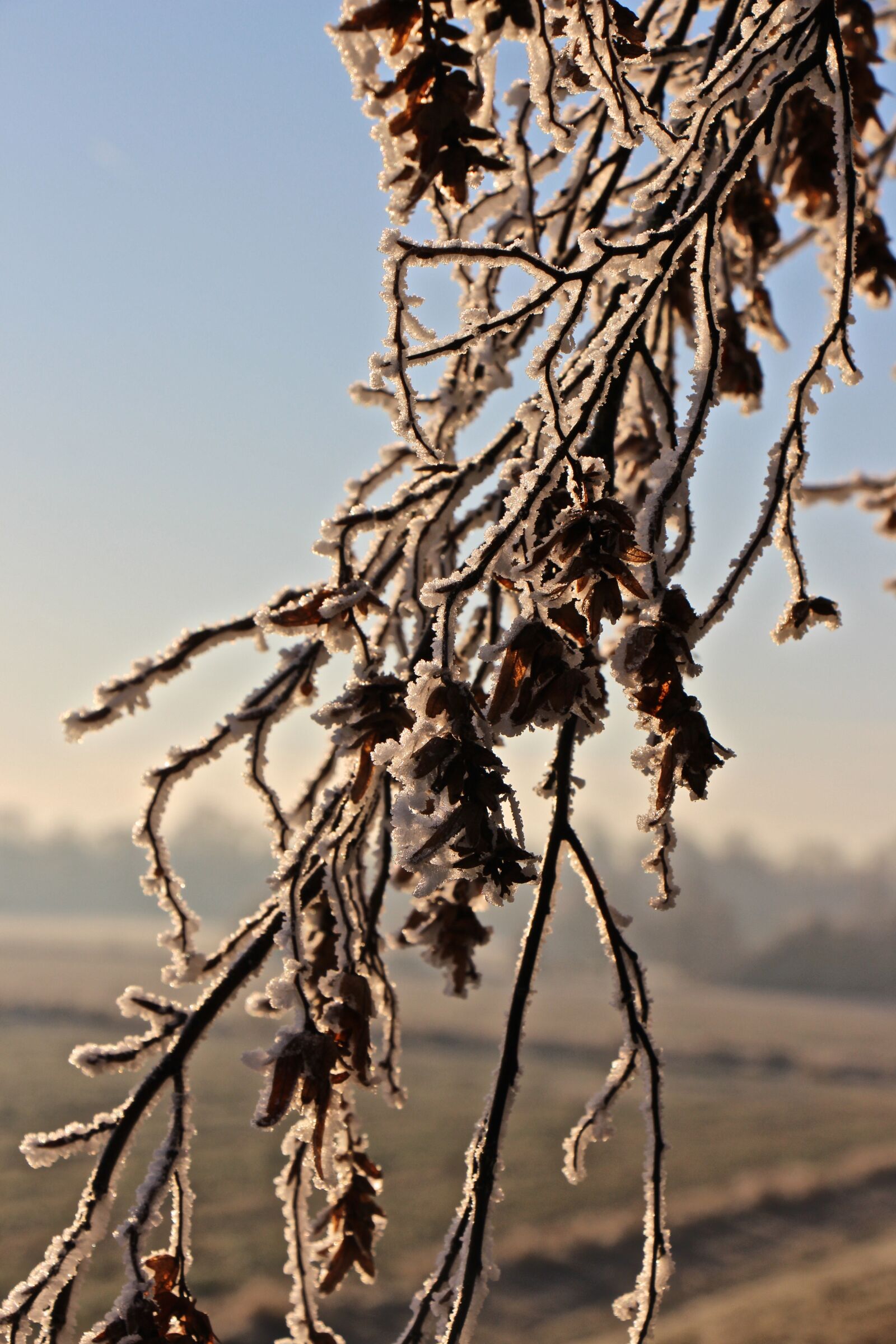 Canon EOS 700D (EOS Rebel T5i / EOS Kiss X7i) sample photo. Frost, winter, tree photography